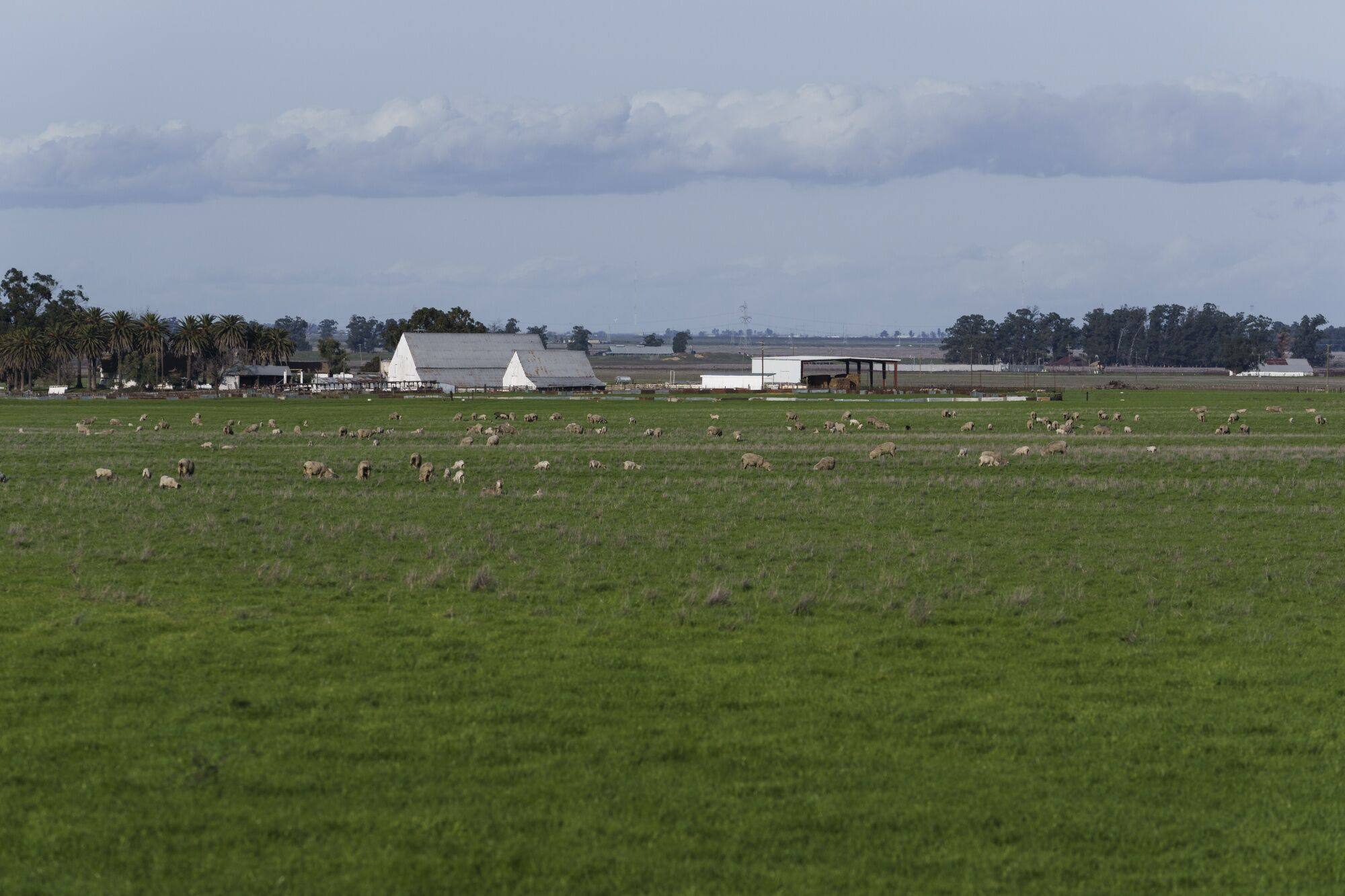 Sheep graze on farmlands in Suisun City, California. Photo: Bloomberg