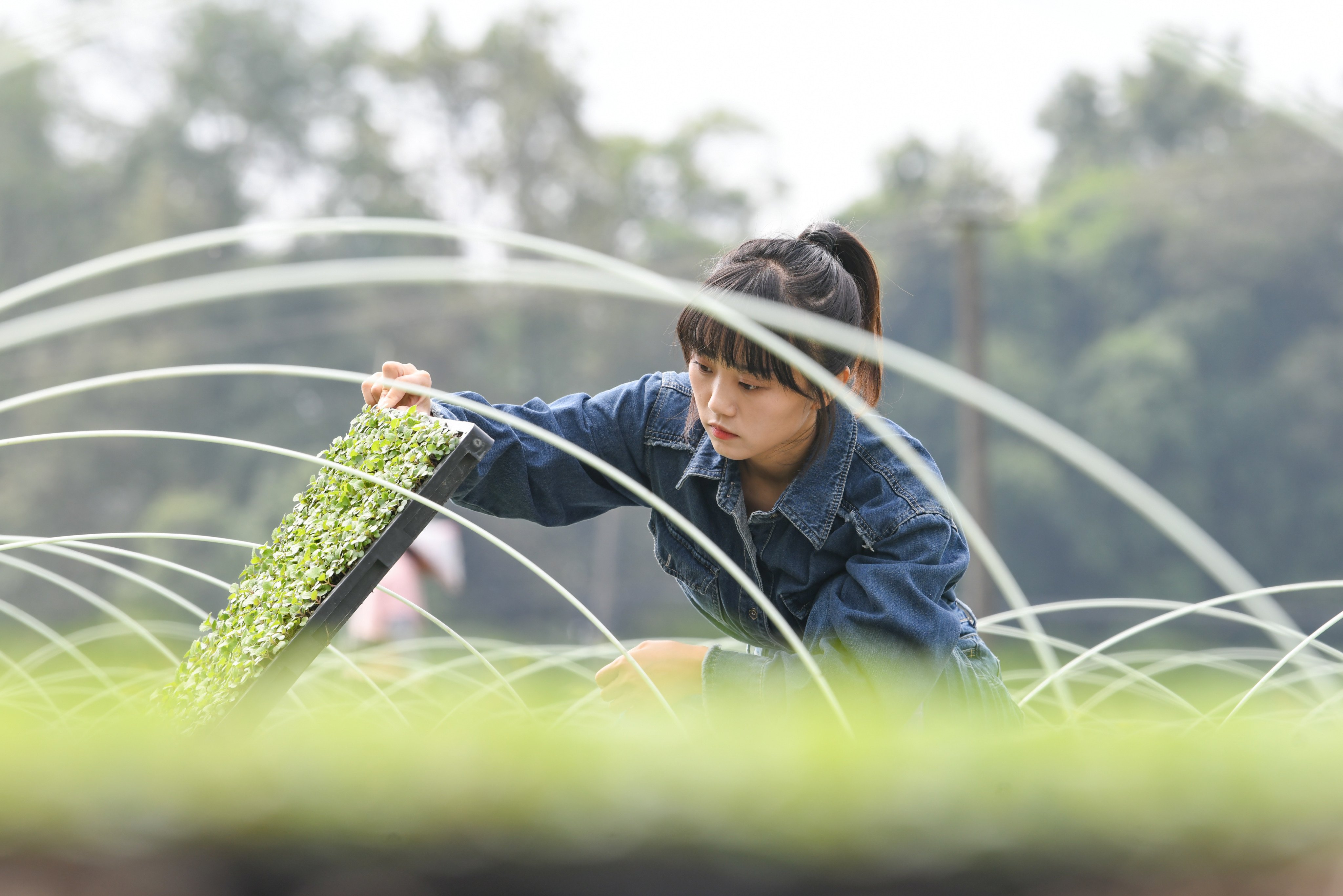 Wang Lingli, a new-generation farmer who moved back to her hometown to farm in 2015, checks the condition of rapeseed in Longxing township of Chengdu, Sichuan, on October 10. China’s young people are increasingly leaving the biggest cities in search of affordable housing and a more balanced lifestyle. Photo: Xinhua