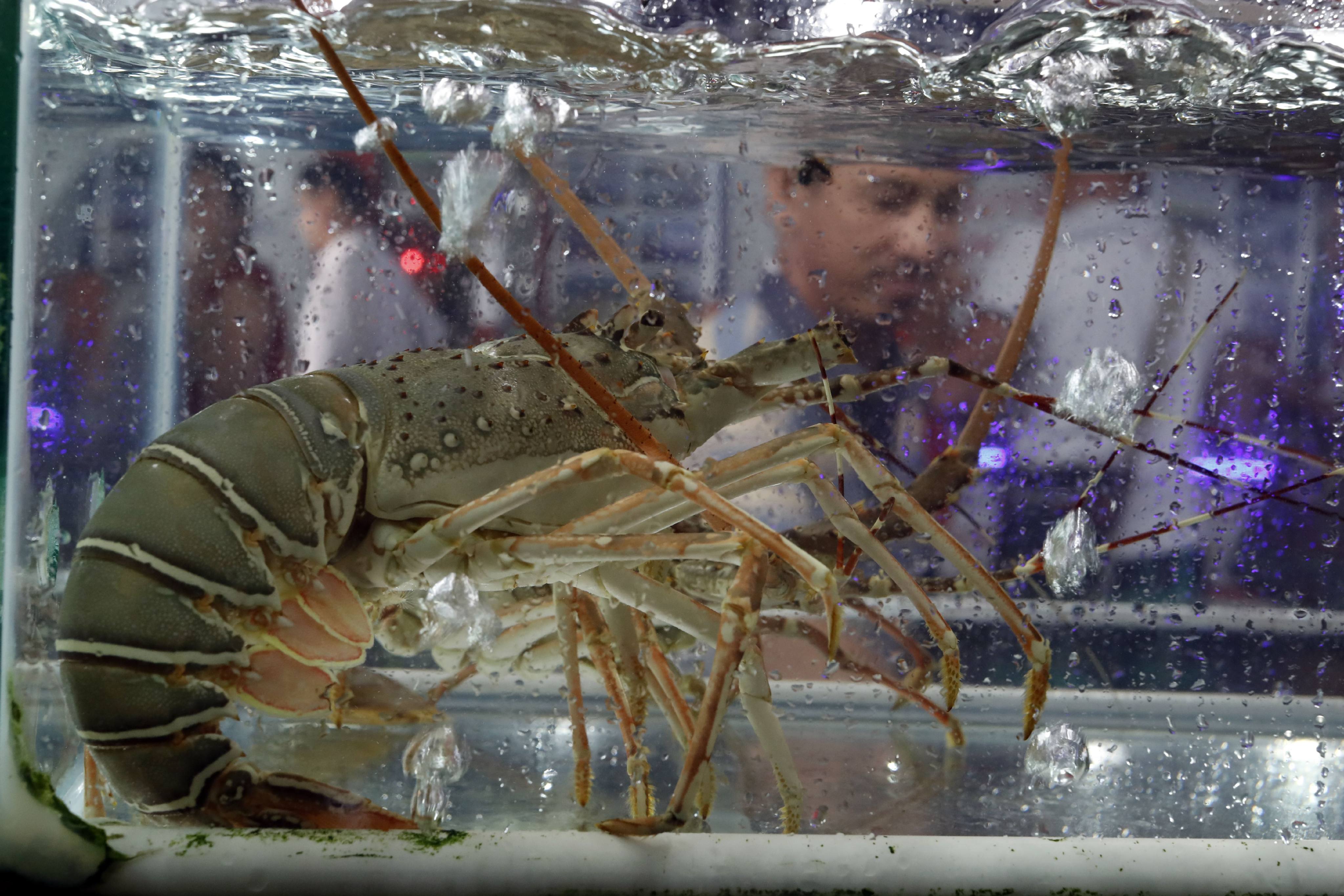Lobsters from Southeast Asian nations are increasingly making their way to China amid Beijing’s protracted ban on Australian rock lobster imports. Photo: Getty Images