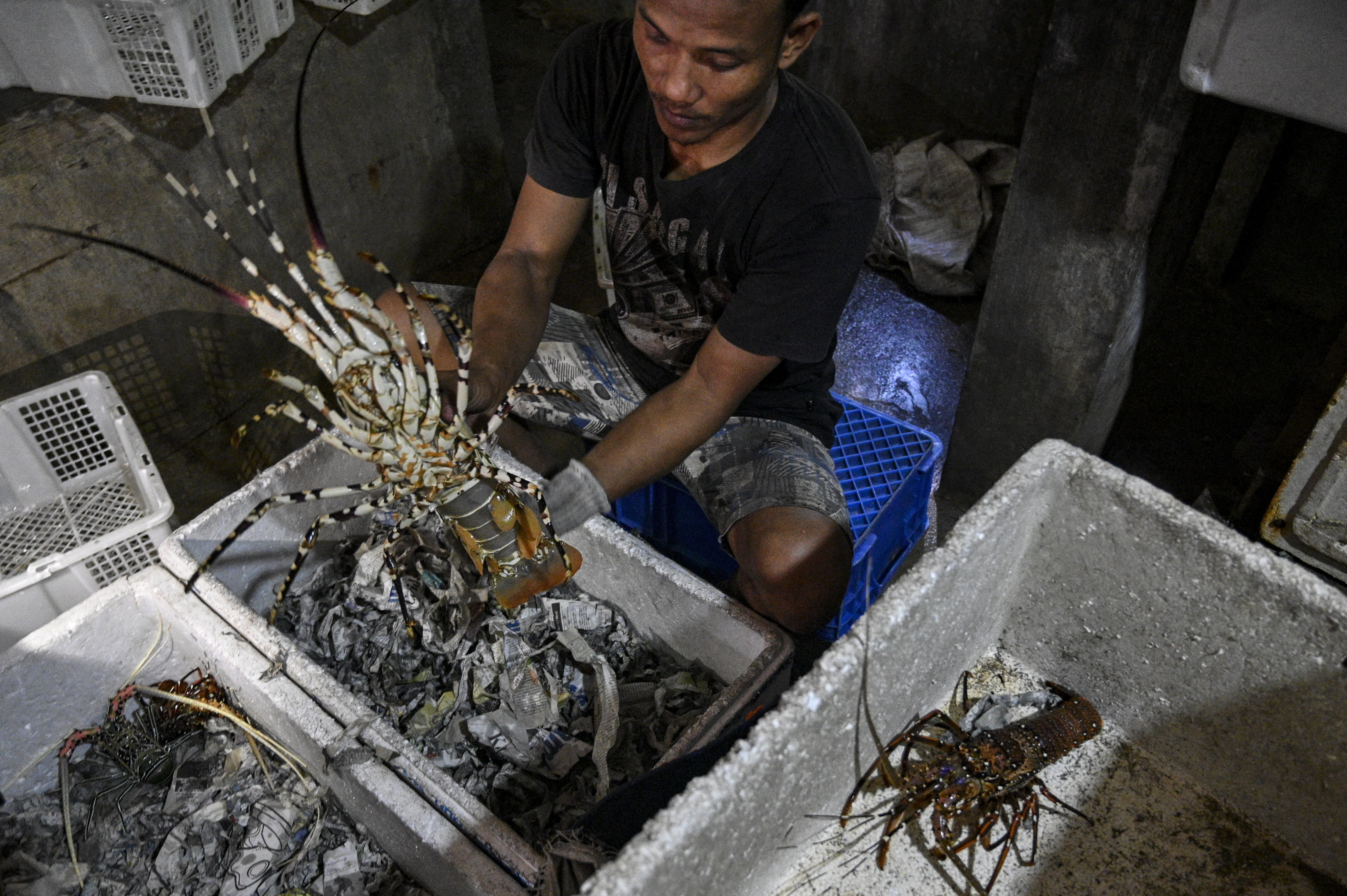 Blue Lobsters China Trade,Buy China Direct From Blue Lobsters Factories at