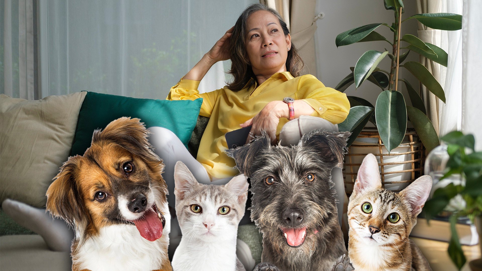 An elderly woman in China has cut her children out of her will because they have neglected her in her old age, and is instead leaving her US$2.8 million fortune to her beloved cats and dogs. Photo: SCMP composite/Shutterstock