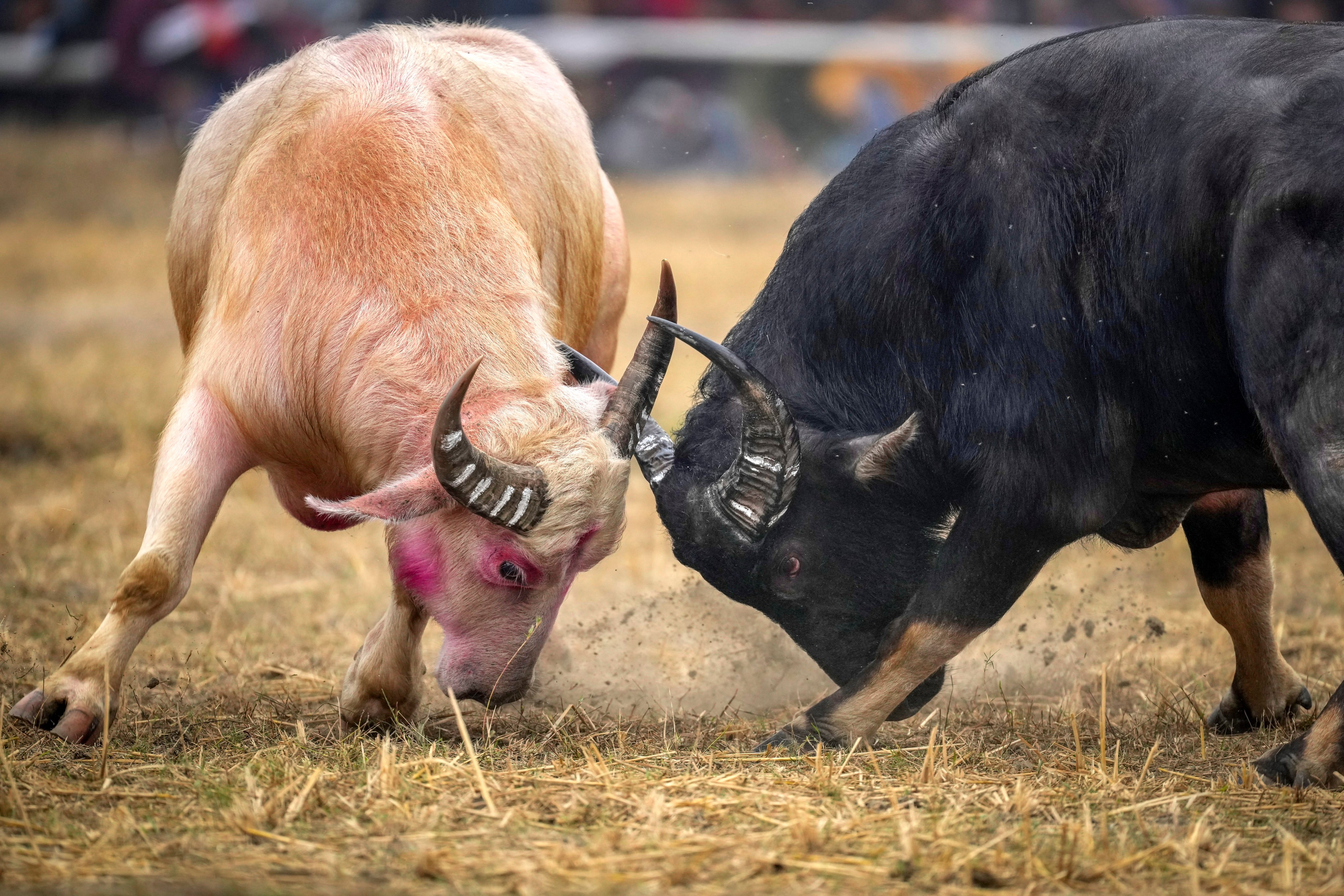 Buffaloes lock horns during a fight in Assam, India. Photo: AP