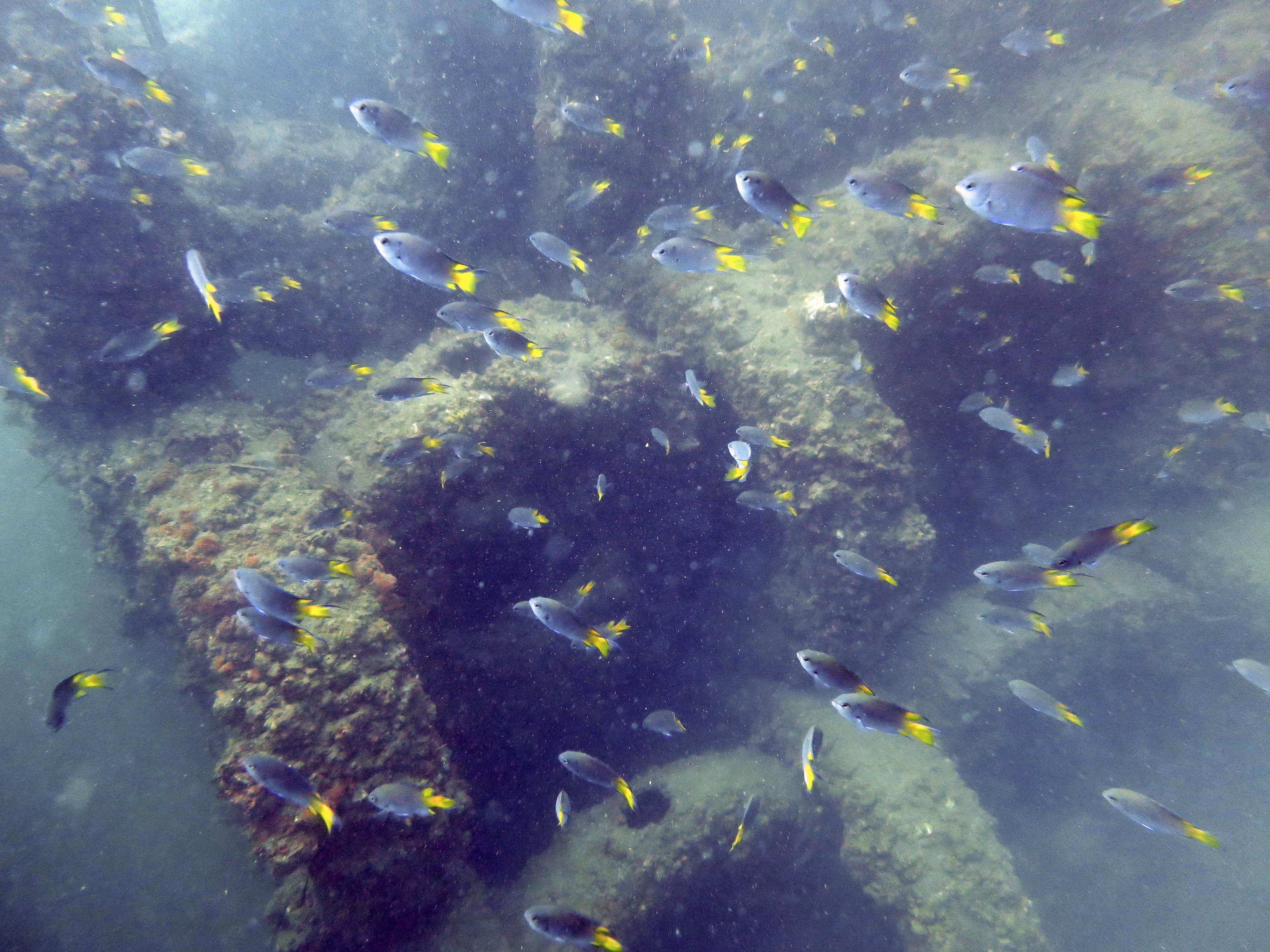 This image shows Chinese damselfish on an  AFCD artificial reef in Hong Kong on August 05, 2013  PHOTO / AFCD  [13DECEMBER2015 FEATURES POST MAGAZINE]