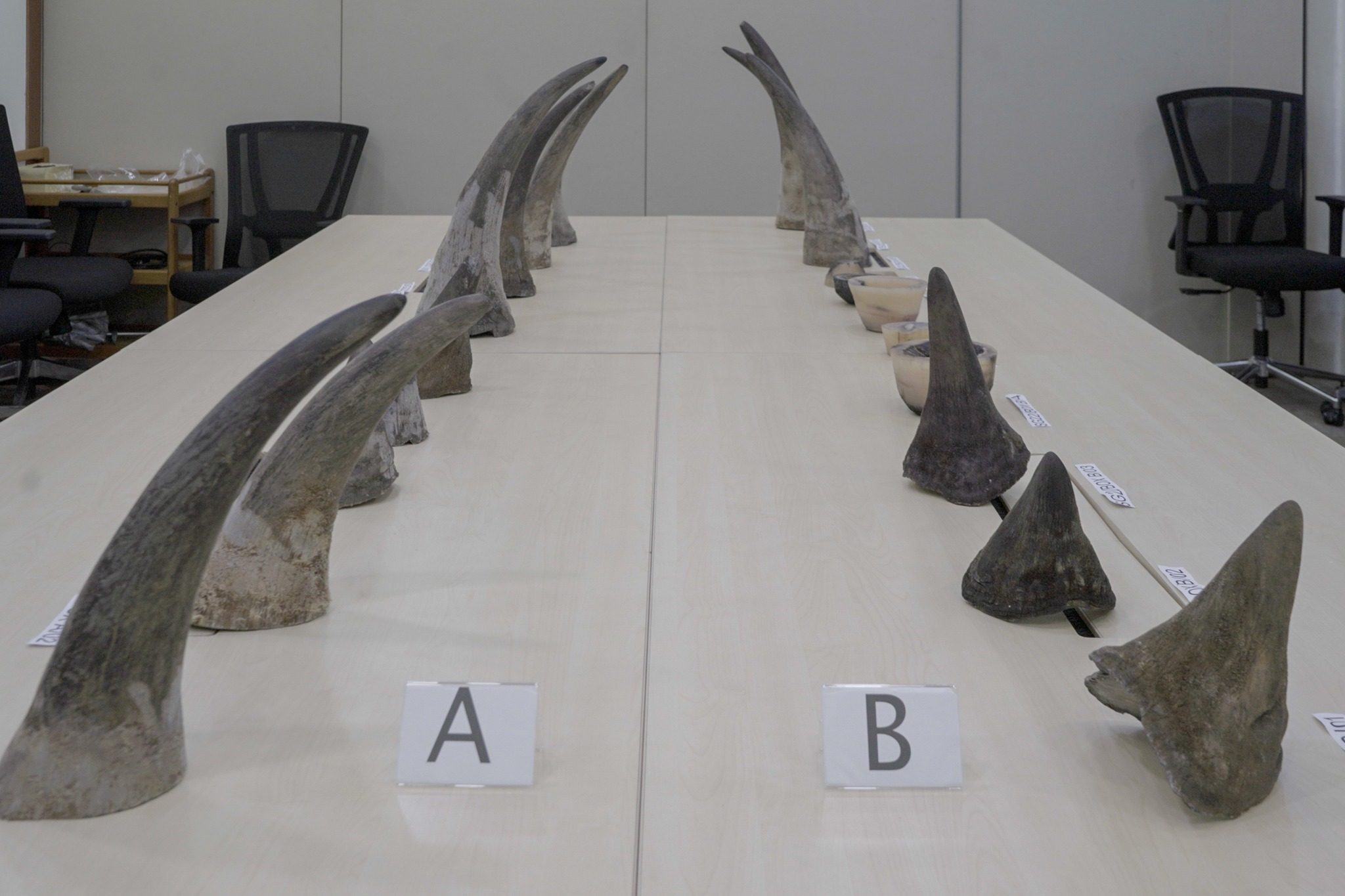 The accused pleaded guilty to two charges under the Endangered Species (Import and Export) Act for transiting in Singapore with rhinoceros horns without a valid permit. Photo: Facebook/ NParks