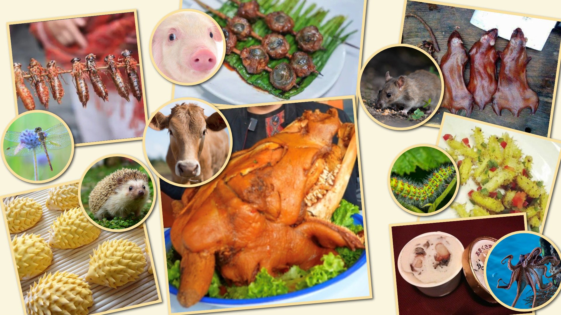 Check out the Post’s tasty-ten list of weird and wonderful dishes from China and Asia. Photo: SCMP composite/Shutterstock/Baidu/Douyin/QQ.com/The Paper