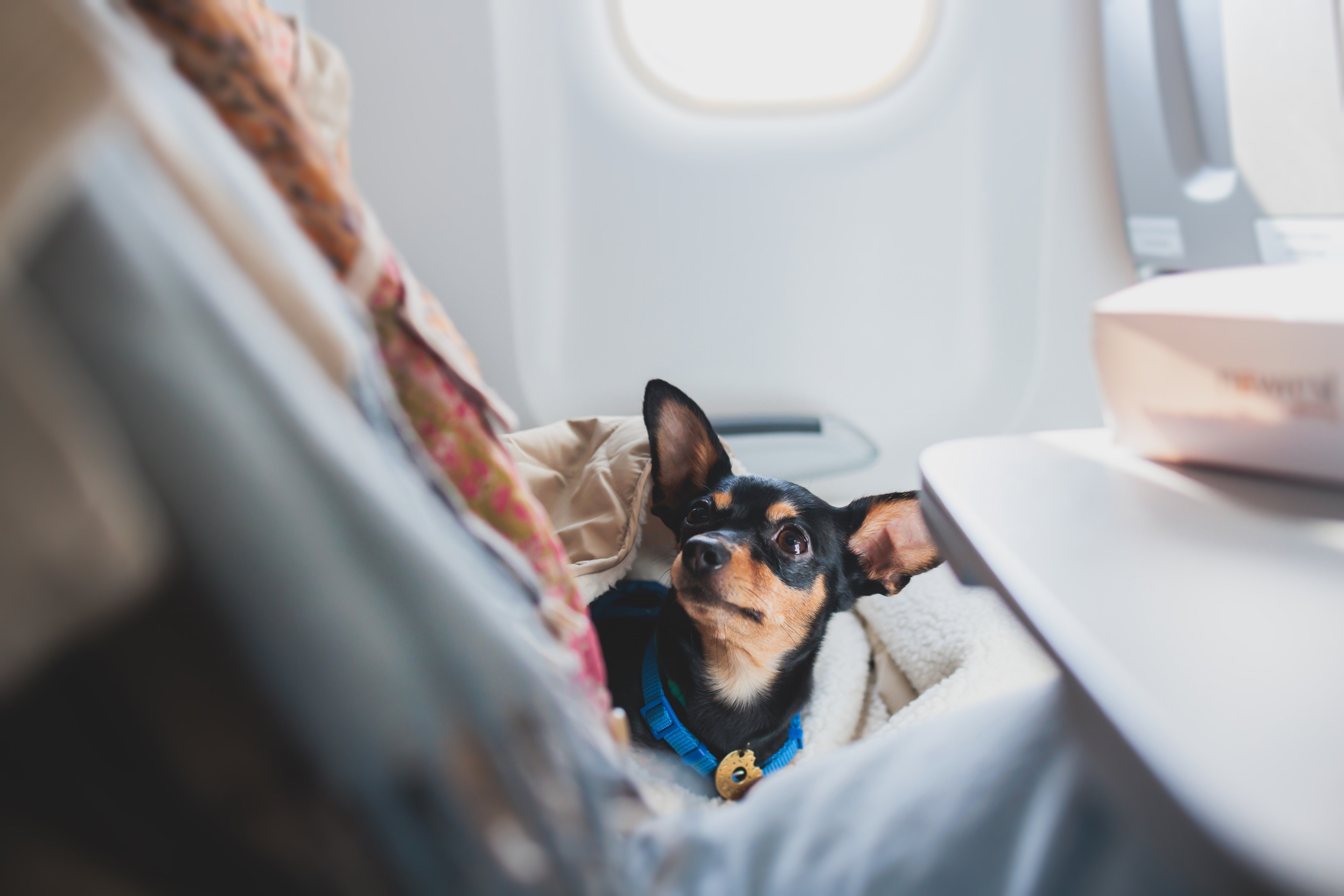 A dog in an aircraft cabin. Photo: Shutterstock