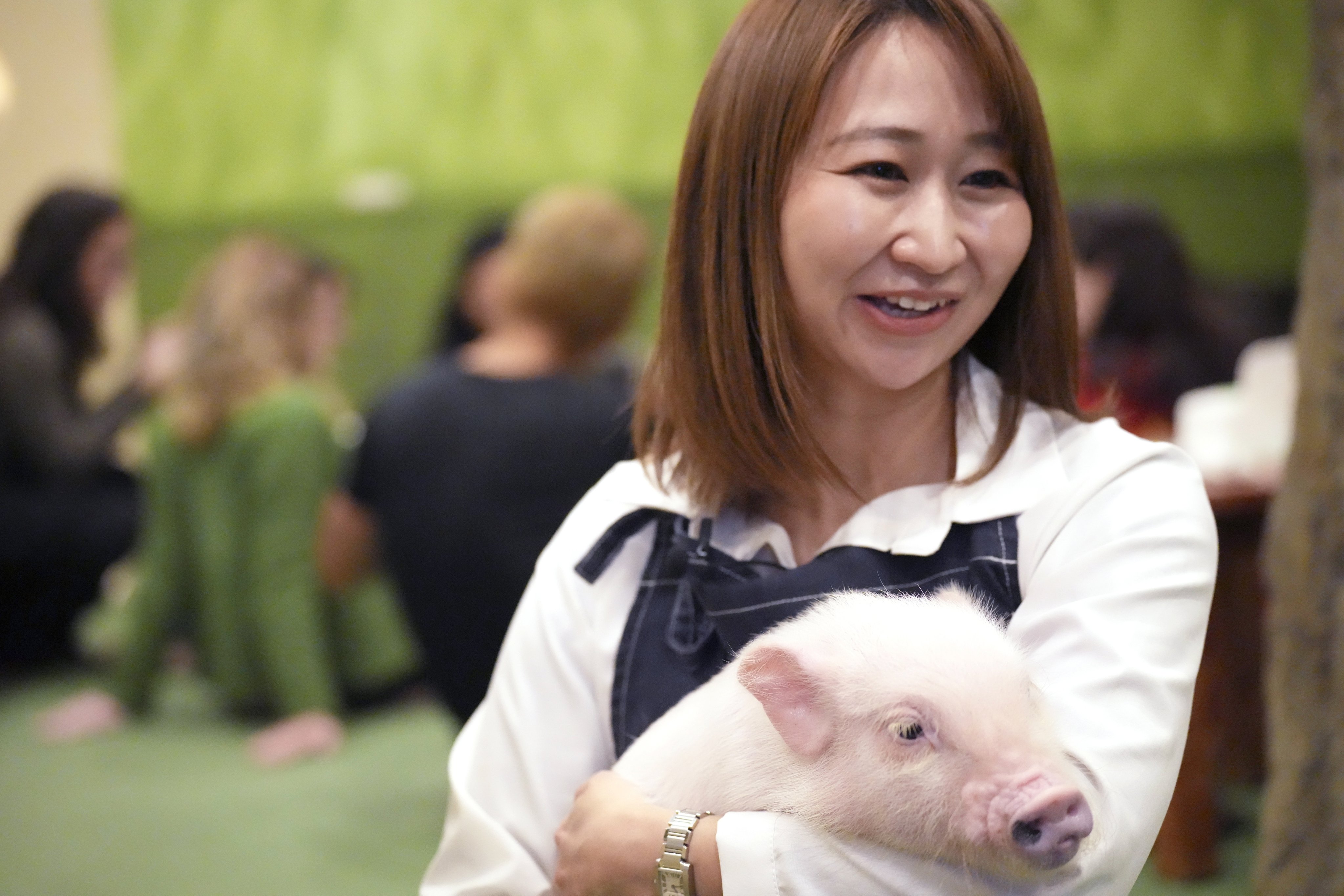 Shiho Kitagawa, an executive at a mipig cafe in Tokyo, , holds a pig Wednesday. Photo: AP