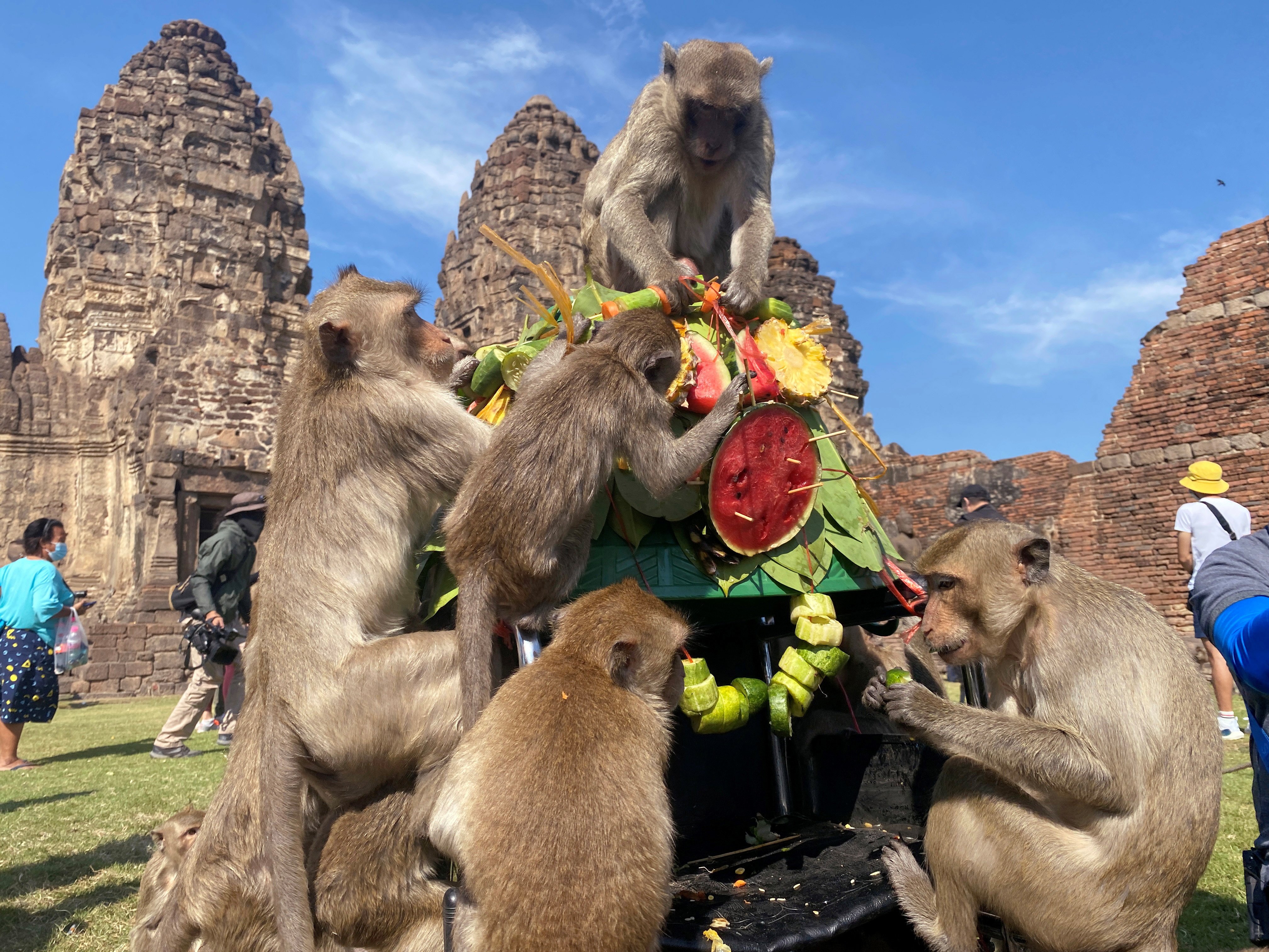 Monkeys eat fruit in Lopburi province, Thailand. File photo: Reuters
