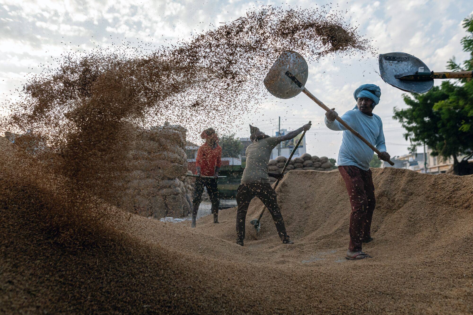 Workers shovel harvested rice onto a pile to dry at a wholesale market in Narvana, India. India is the world’s top rice exporter, accounting for around 40 per cent of global rice shipments and exporting to more than 150 countries. Photo: Bloomberg