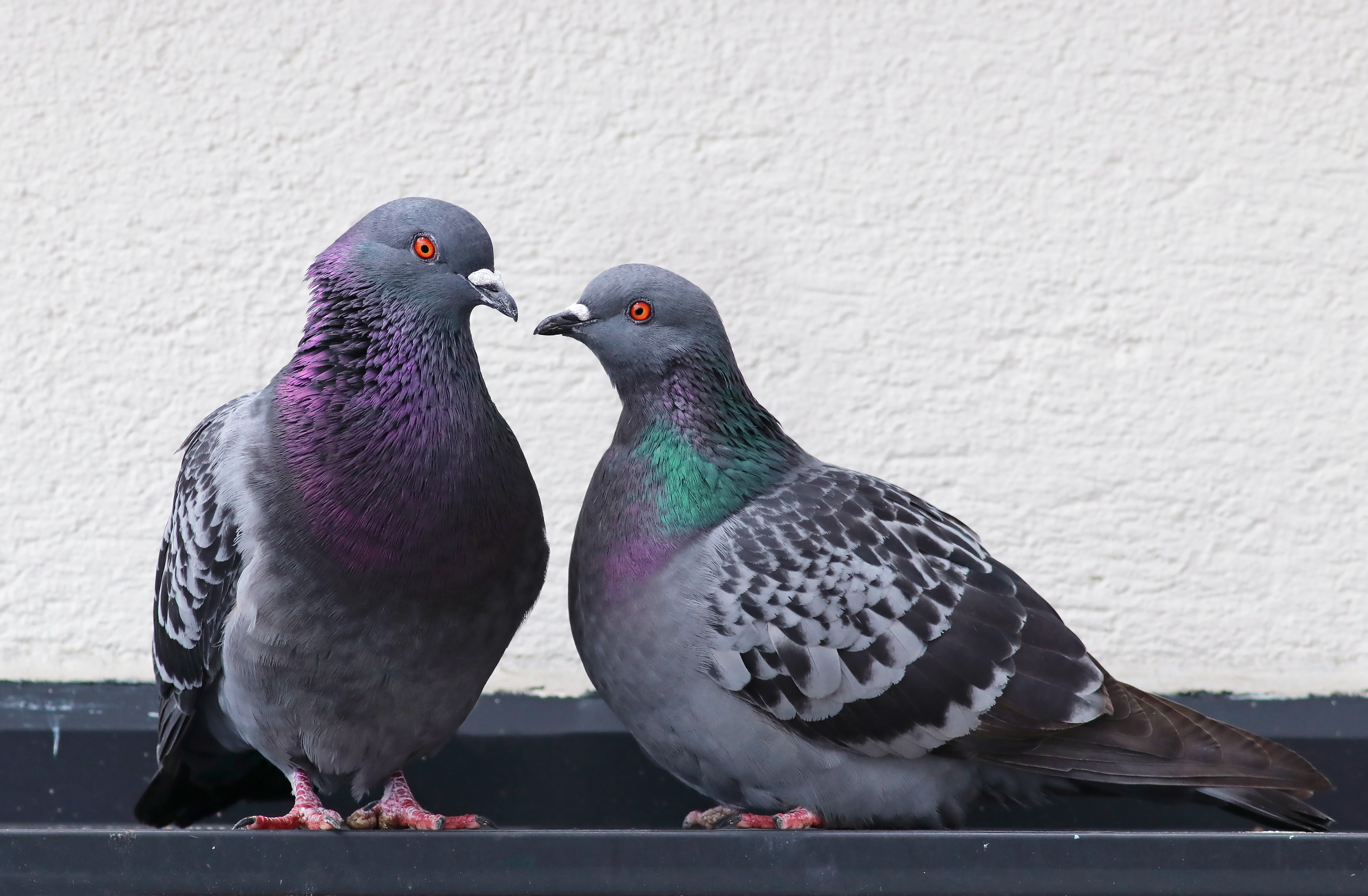 The pigeon is the latest of several detained by Indian authorities on suspicion of espionage. Photo: Shutterstock