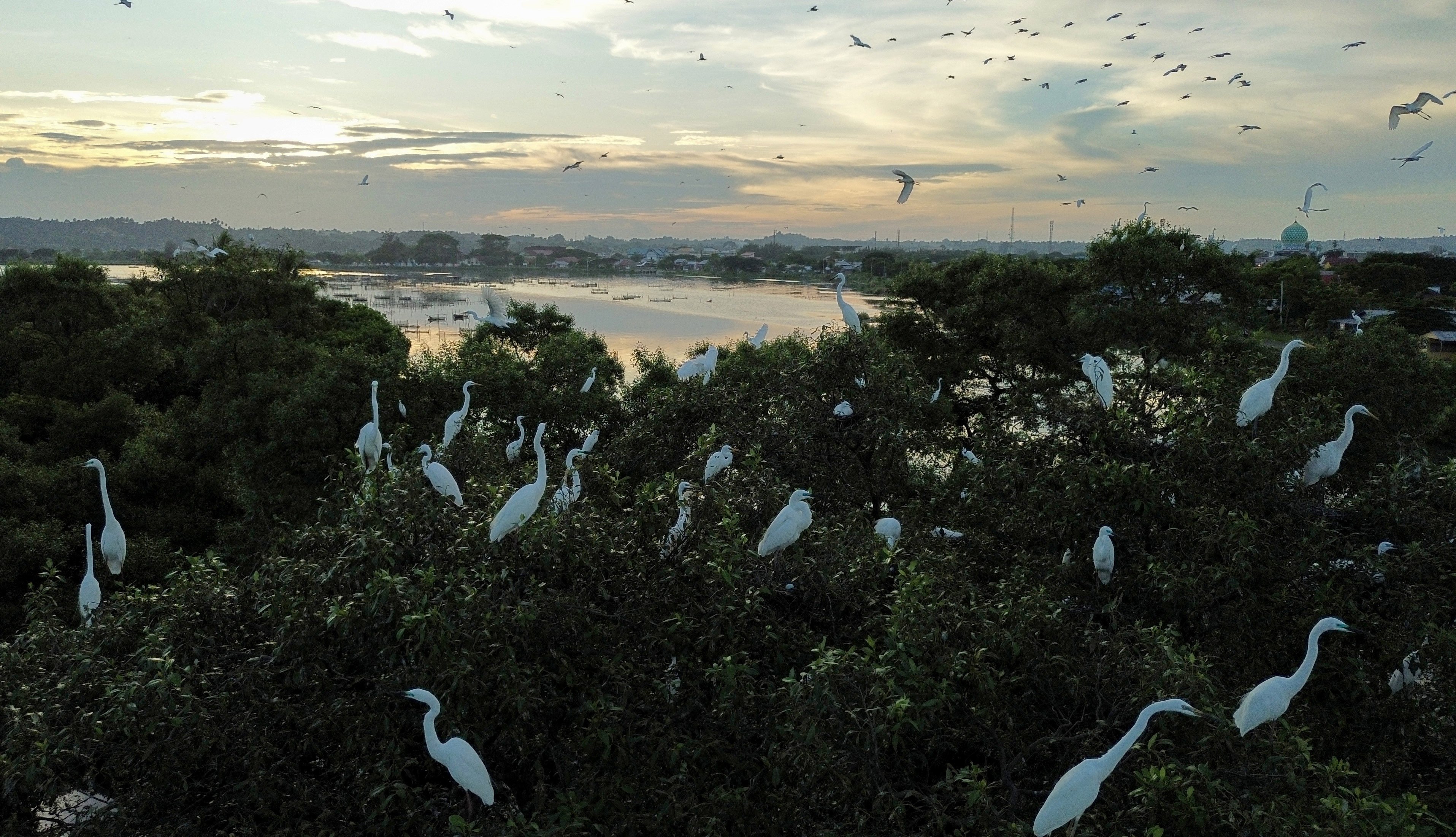 Egrets perch on mangroves in Lhokseumawe, Aceh Province, Indonesia. Indonesia is home to over a third of the world’s mangroves. Photo: Xinhua