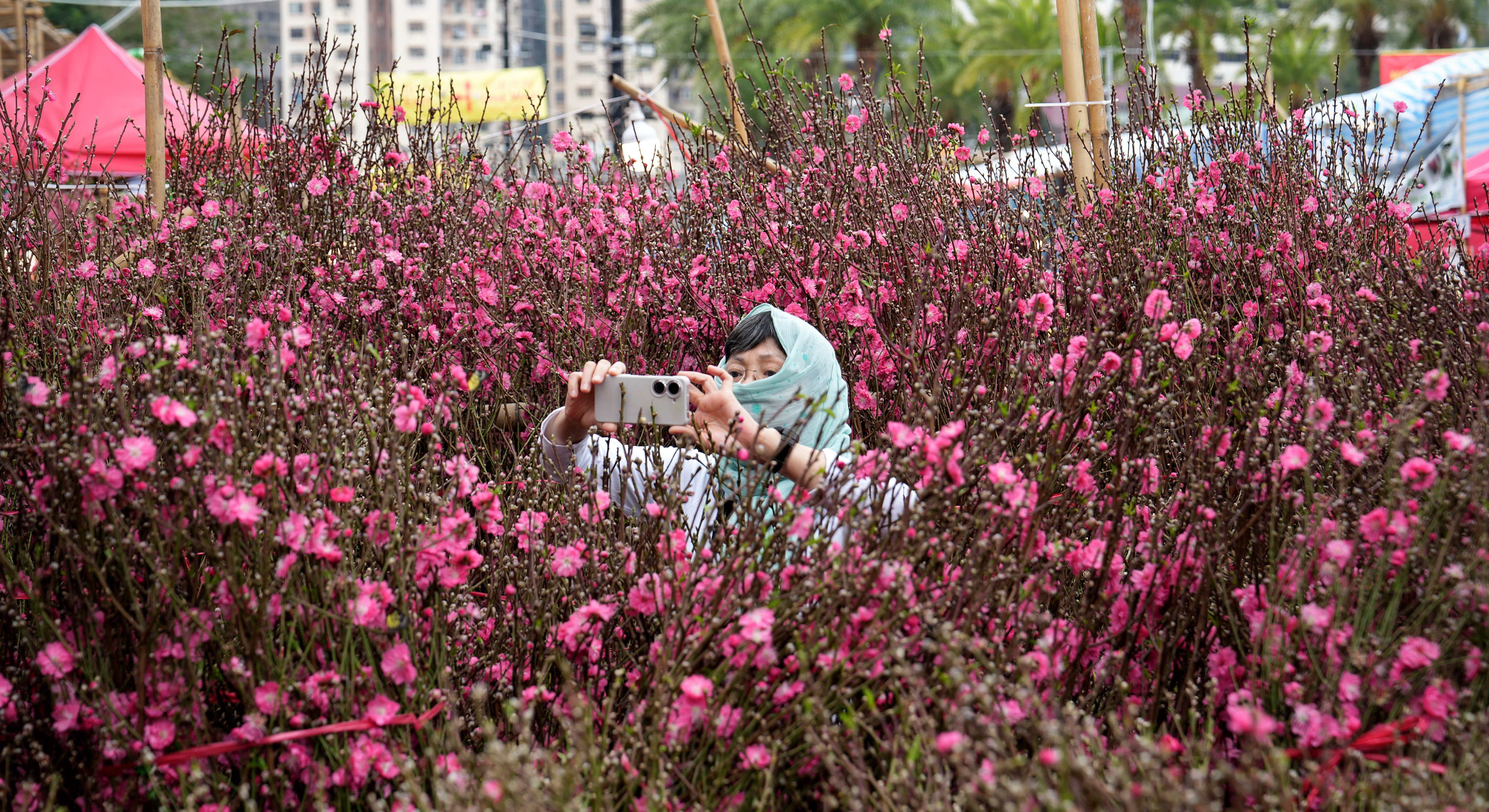 A woman takes pictures of the peach blossoms at Victoria Park on February 6, 2024. Photo: Elson Li