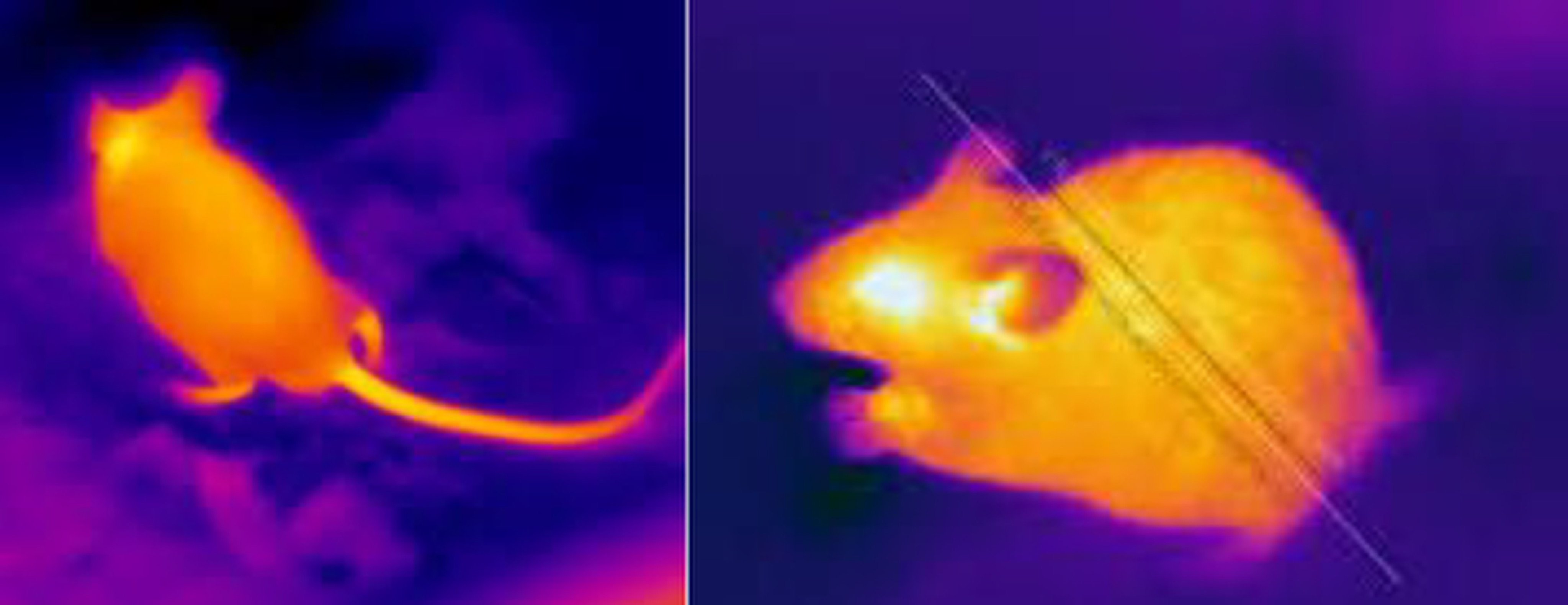 Images captured by the city’s new ratbuster thermal imaging cameras. Photo: Handout
