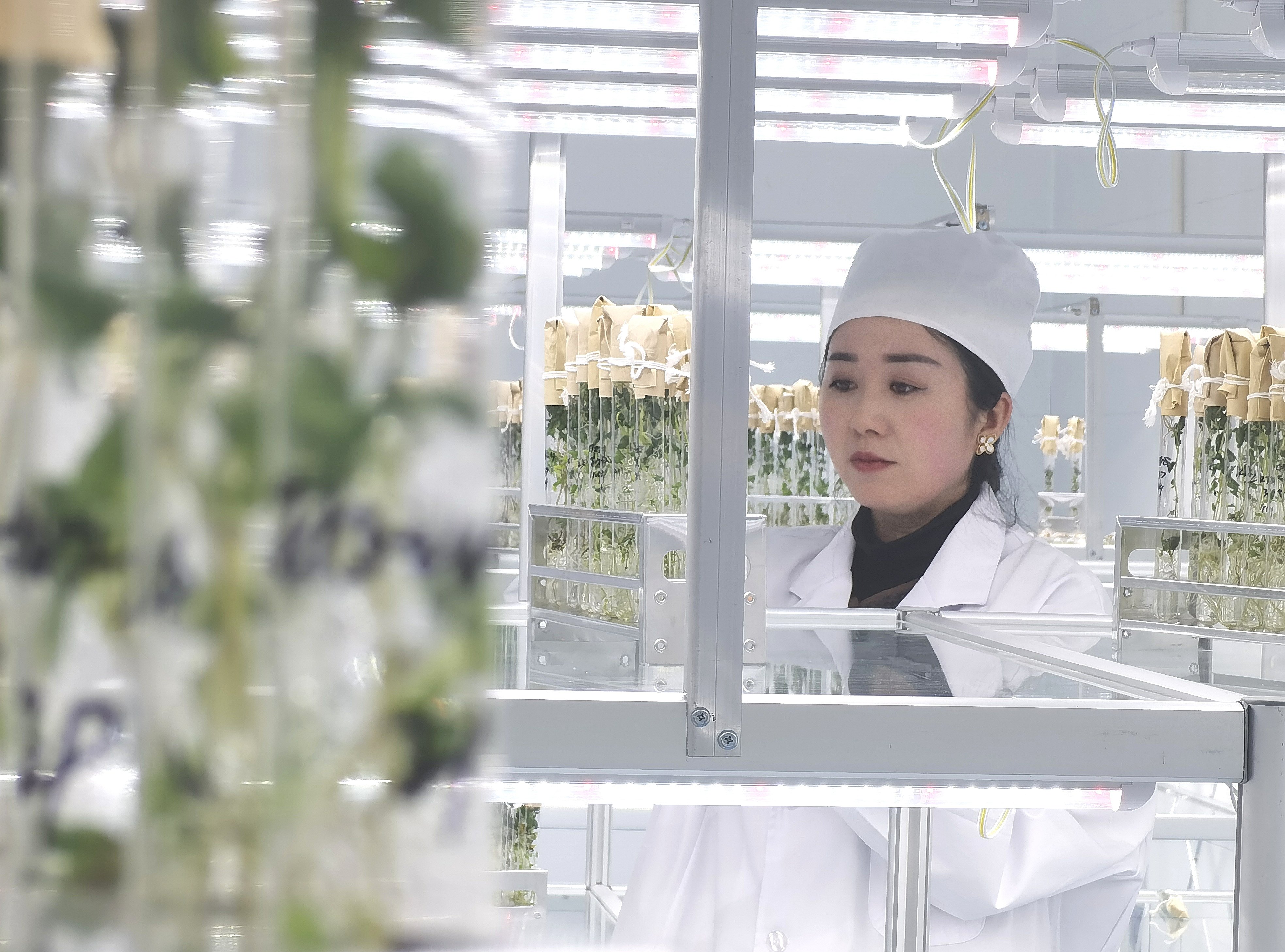 China is seen to still lags behind major seed giants such as the US and Germany, which have formed complete industry chains spanning from seed cultivation to sales. Photo: Xinhua