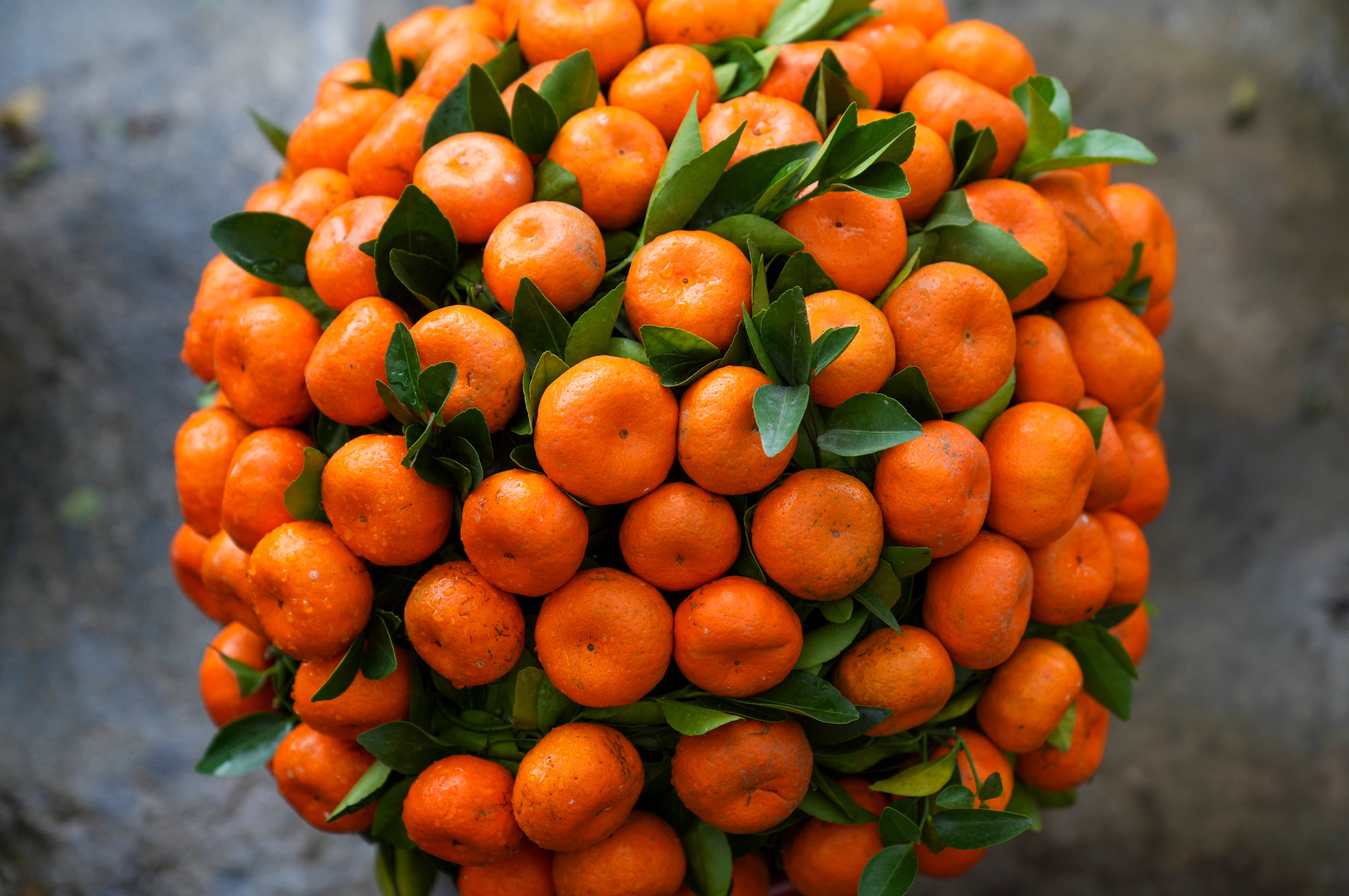 A tangerine tree for sale in a farm for the celebration of Lunar New Year in Tai Po. Photo: Sam Tsang