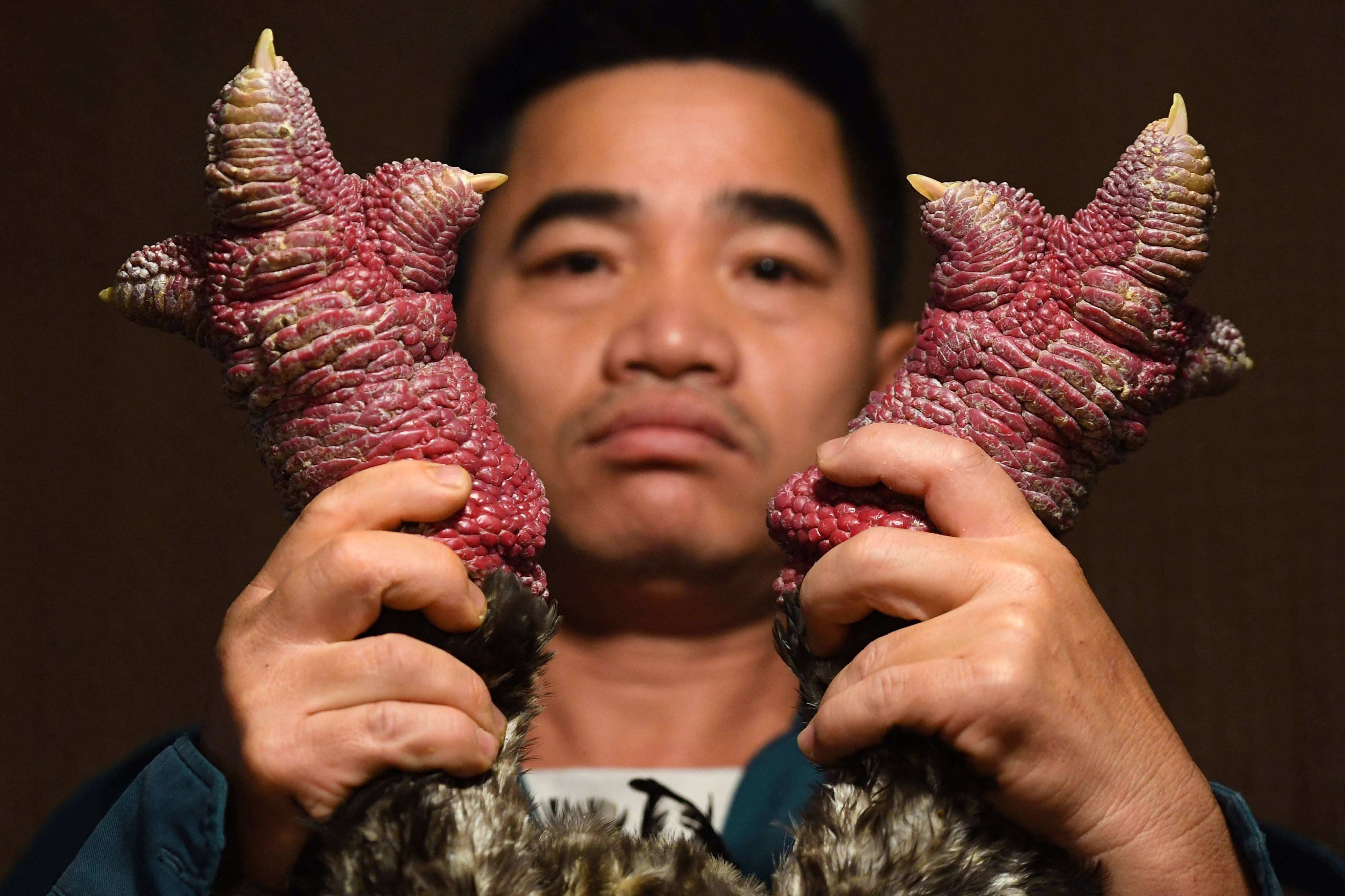 Poultry farmer Le Van Hien holds the legs of a Dong Tao chicken at his farm in Hung Yen province. Photo: AFP