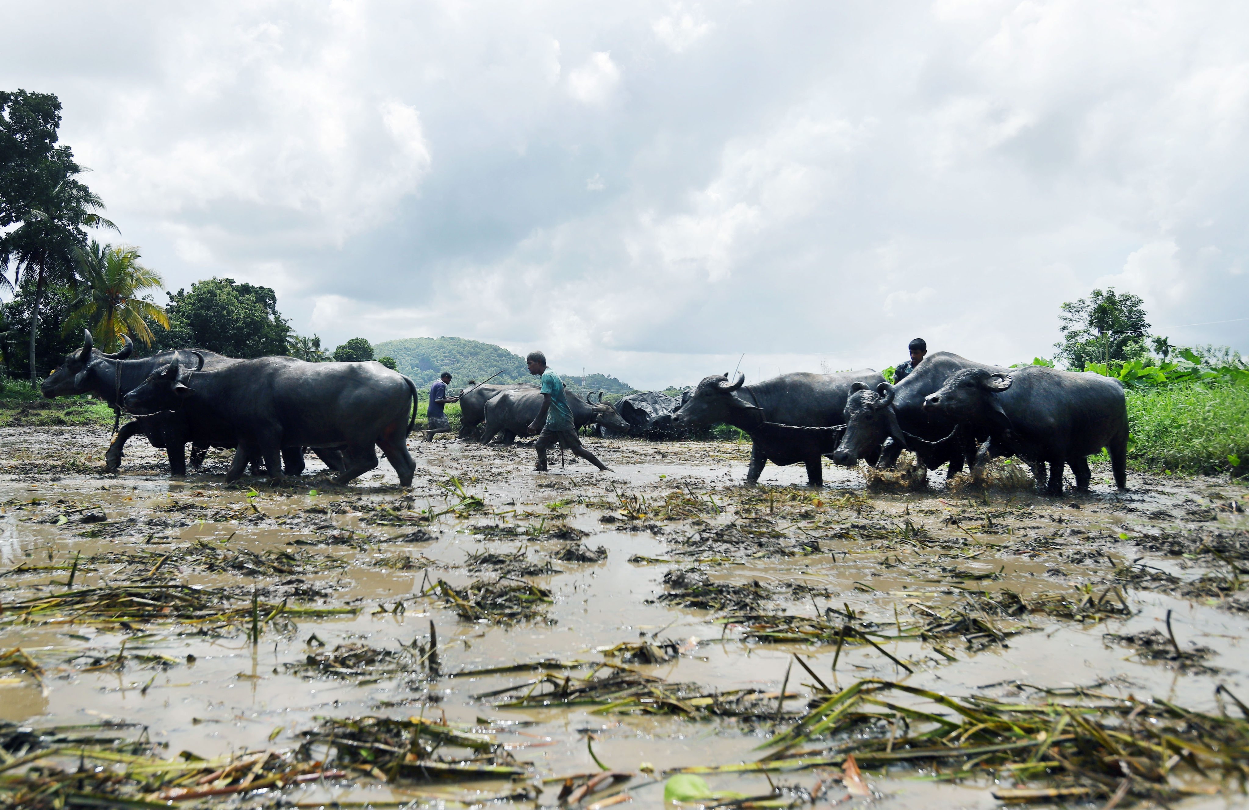 Farmers and buffalo work in paddy fields during the paddy cultivation season in Kaduwela, the suburbs of Colombo, Sri Lanka. Photo: Xinhua