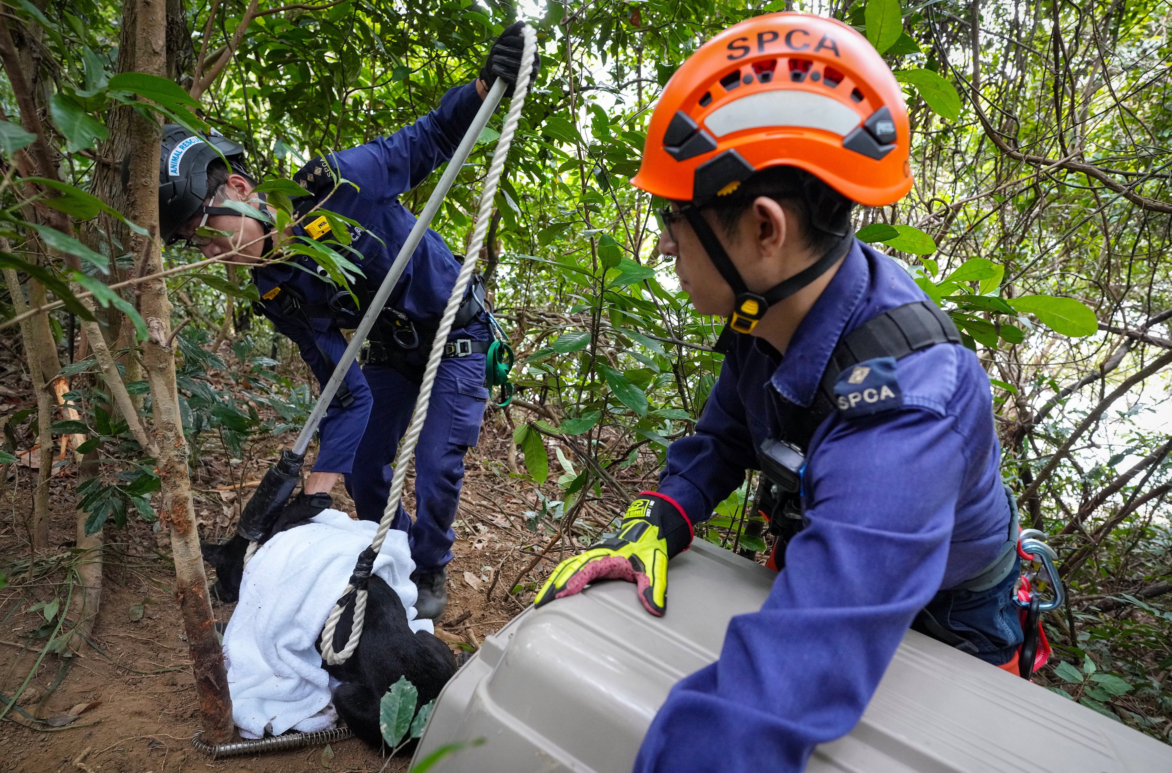 An SPCA rescue team helps free a dog caught in an illegal animal trap on the slope of Shing Mun Reservoir. Photo: Elson Li