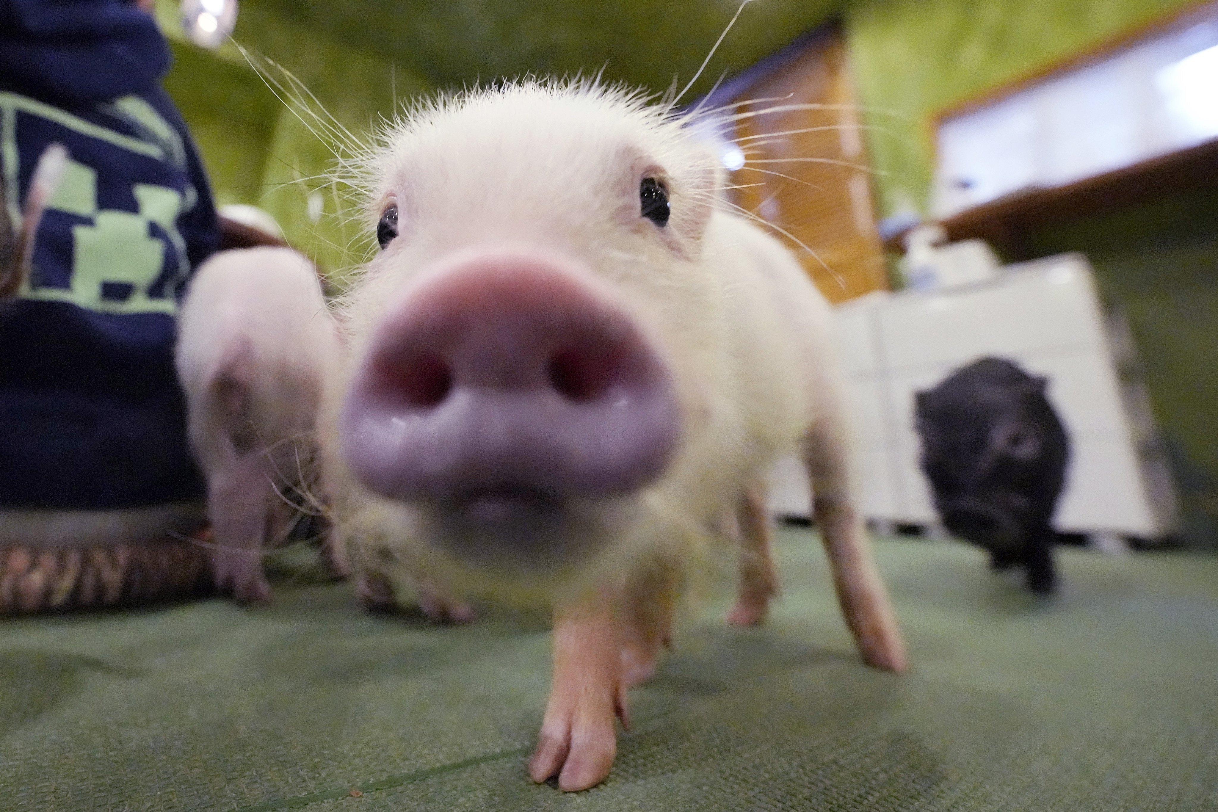 Micro pigs walk around a pig cafe in Tokyo. Photo: AP