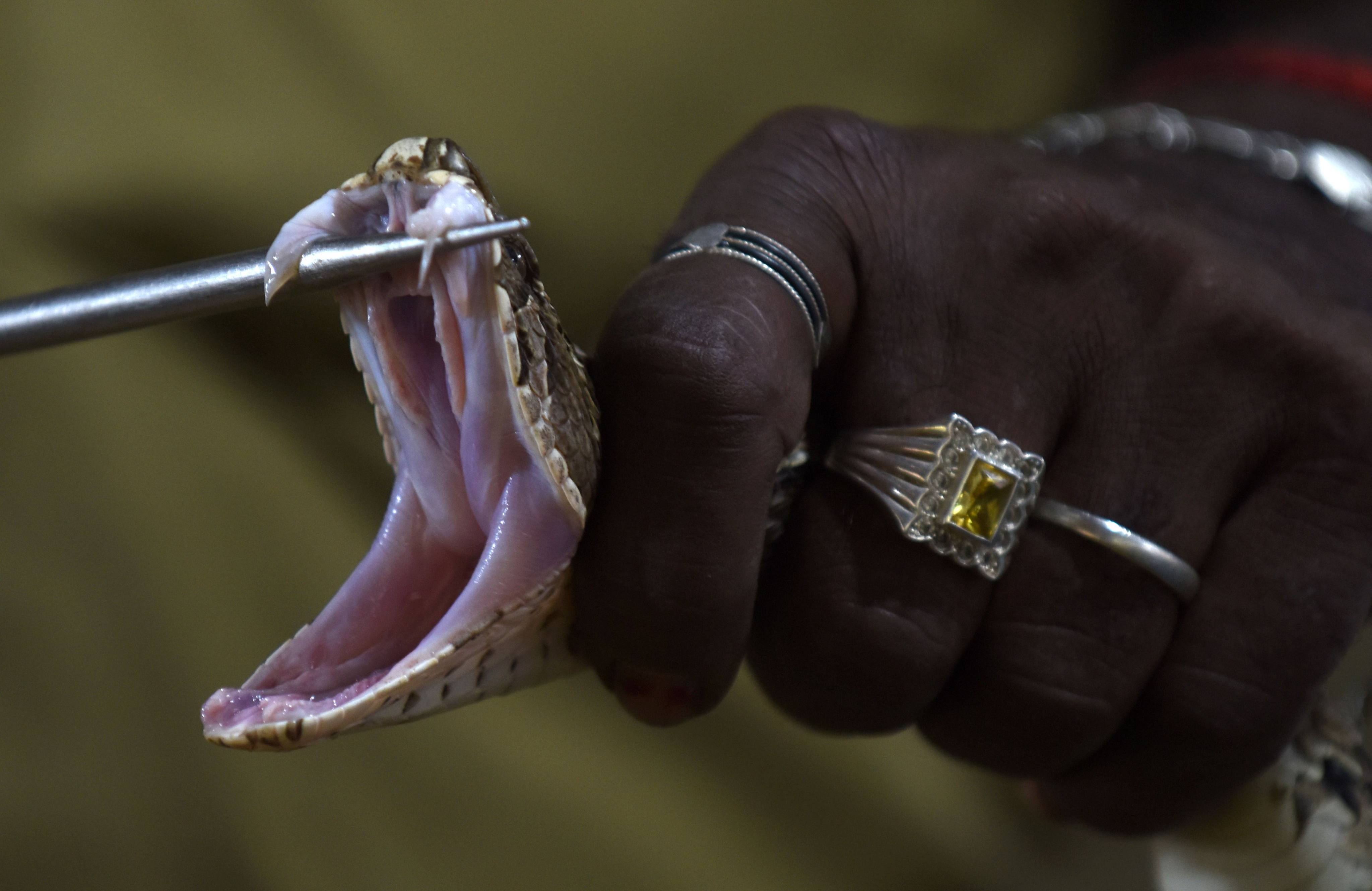 An Indian snake-catcher displays the fangs of a Russell’s Viper at a venom extraction centre on the outskirts of Chennai. Photo: AFP