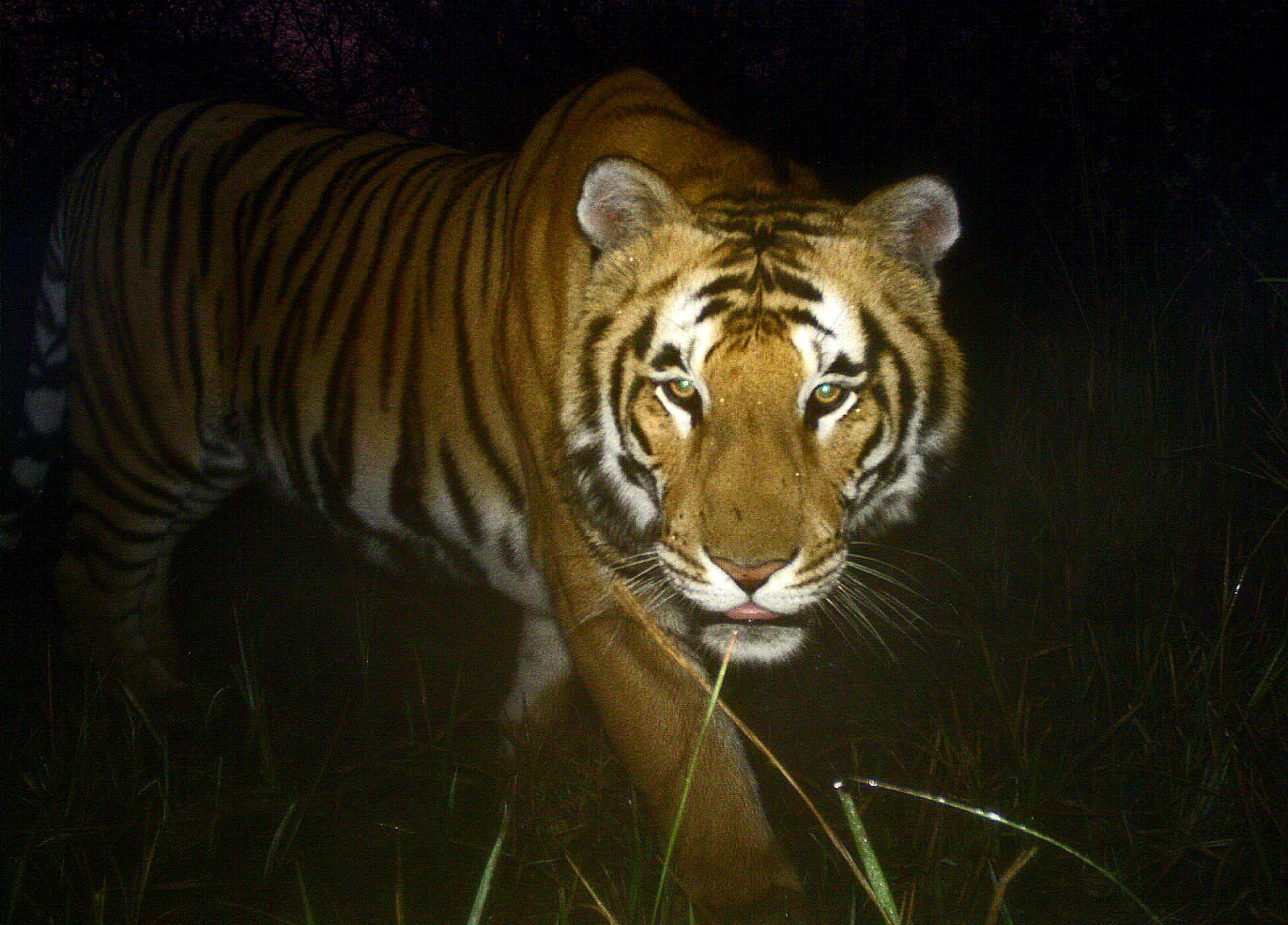 A Bengal tiger in the Bardia National Park, some 500km southwest of Nepal’s capital Kathmandu. Photo: AFP