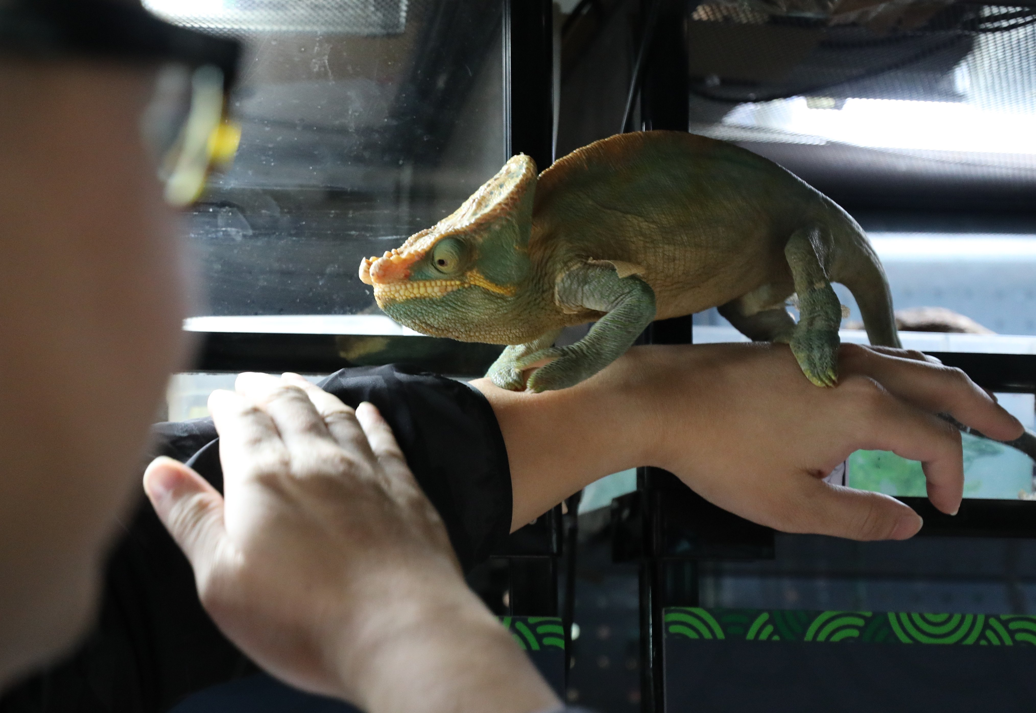 Reptiles such as chamelons, here at Mong Kok store FishManShop, could be bought as Year of the Dragon pets, but handed into animal care charities after the novelty wears off. Photo: Xiaomei Chen