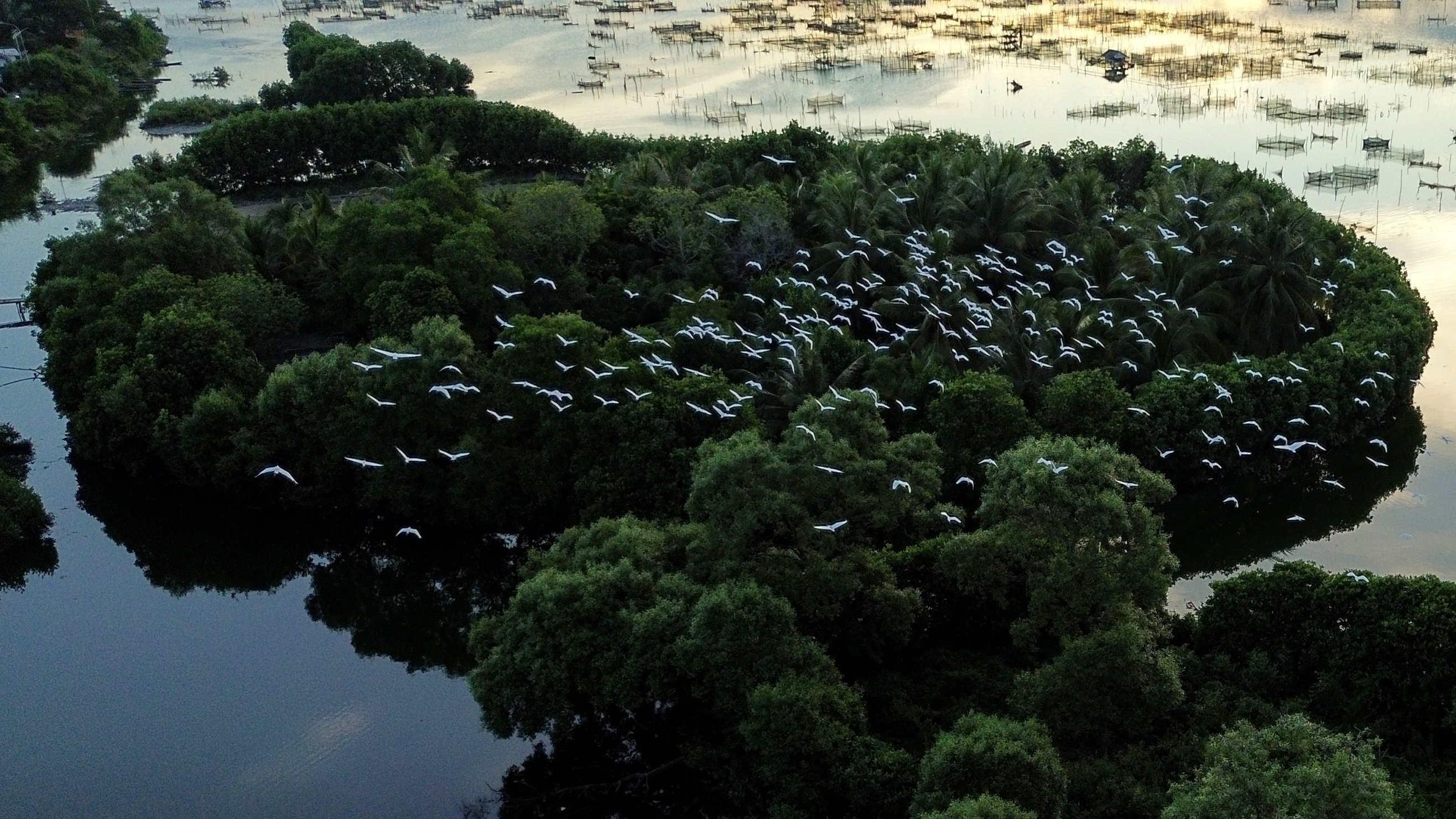 Egrets fly over mangroves in Lhokseumawe, Aceh Province, in Indonesia, on January 10. About 20 per cent of the world’s mangrove forests are located in Indonesia. Photo: Xinhua