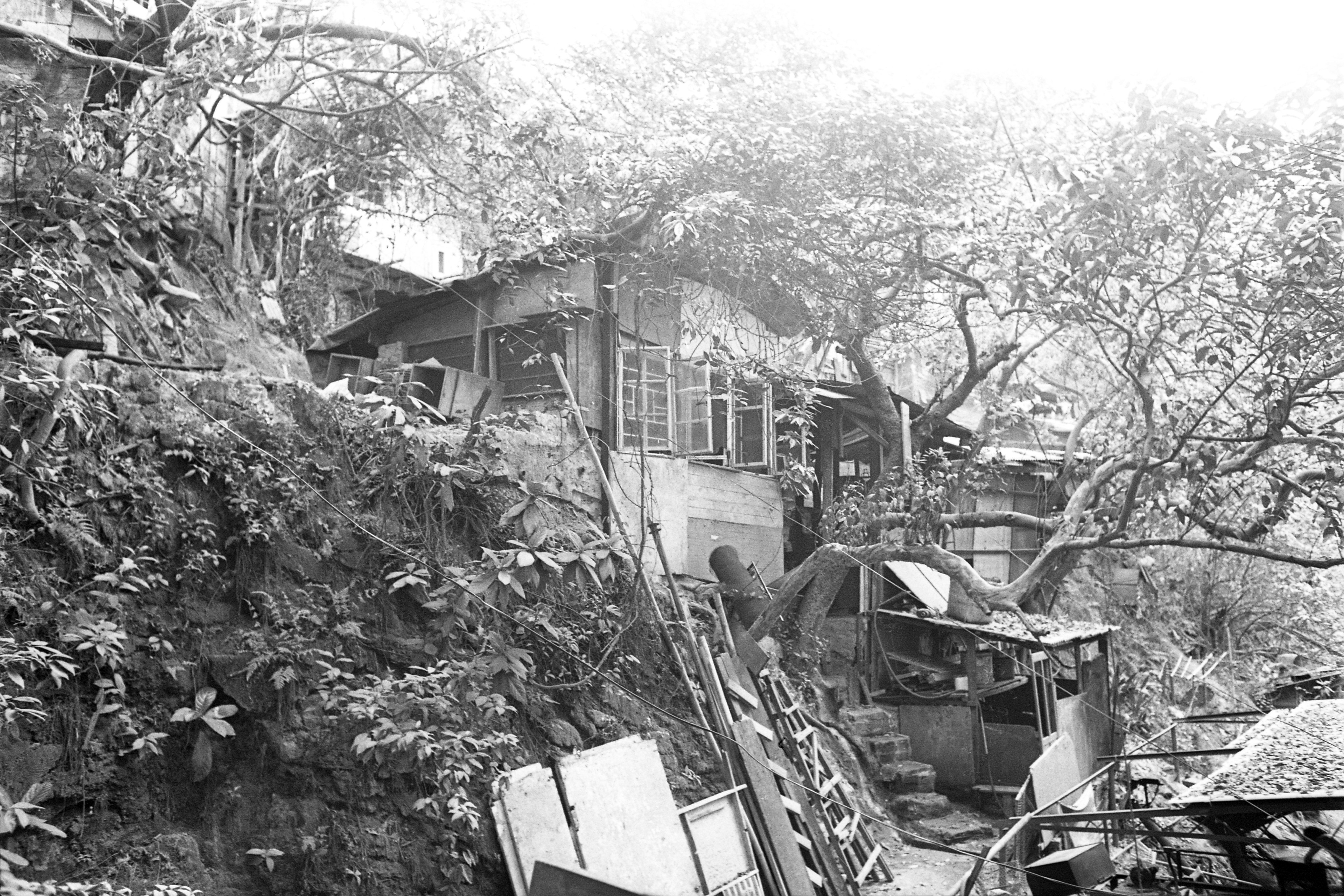 Squatter huts alongside Mount Parker Road in Quarry Bay in 1977. A legacy of such squatter areas in Hong Kong that were cleared but not concreted over for public housing is the trees and plants settlers left behind when they were moved out. Photo: SCMP