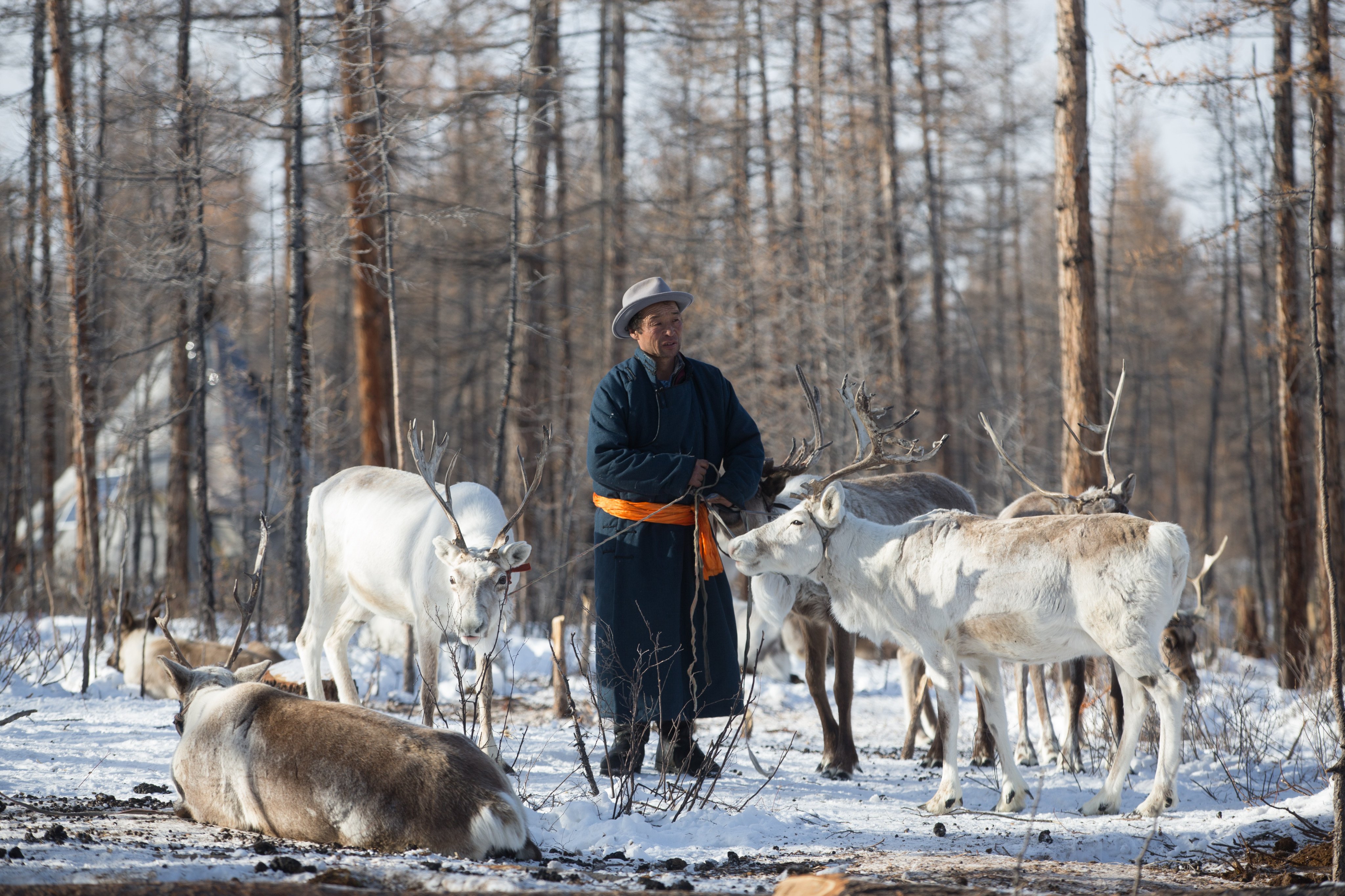 A Dukha herder tends his reindeer in the forest of northern Mongolia. Nomadic herders in Mongolia have suffered as their livelihoods are hit by climate change and development projects that damage the environment, but avenues for redress are often limited. Photo: Byamba Ochir