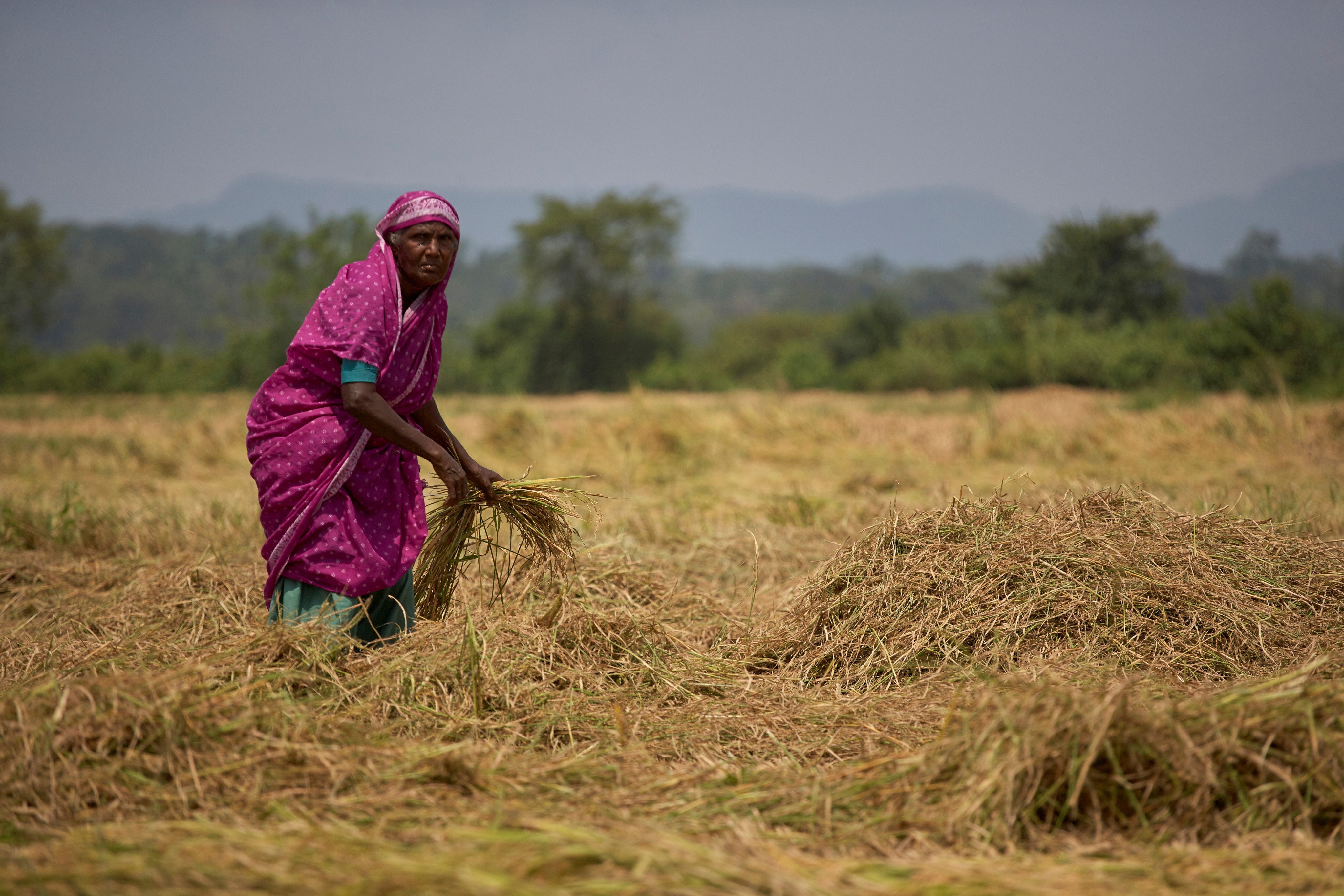 A woman works at a paddy field in Ampara, Sri Lanka, on March 15, 2010. Photo: Shutterstock
