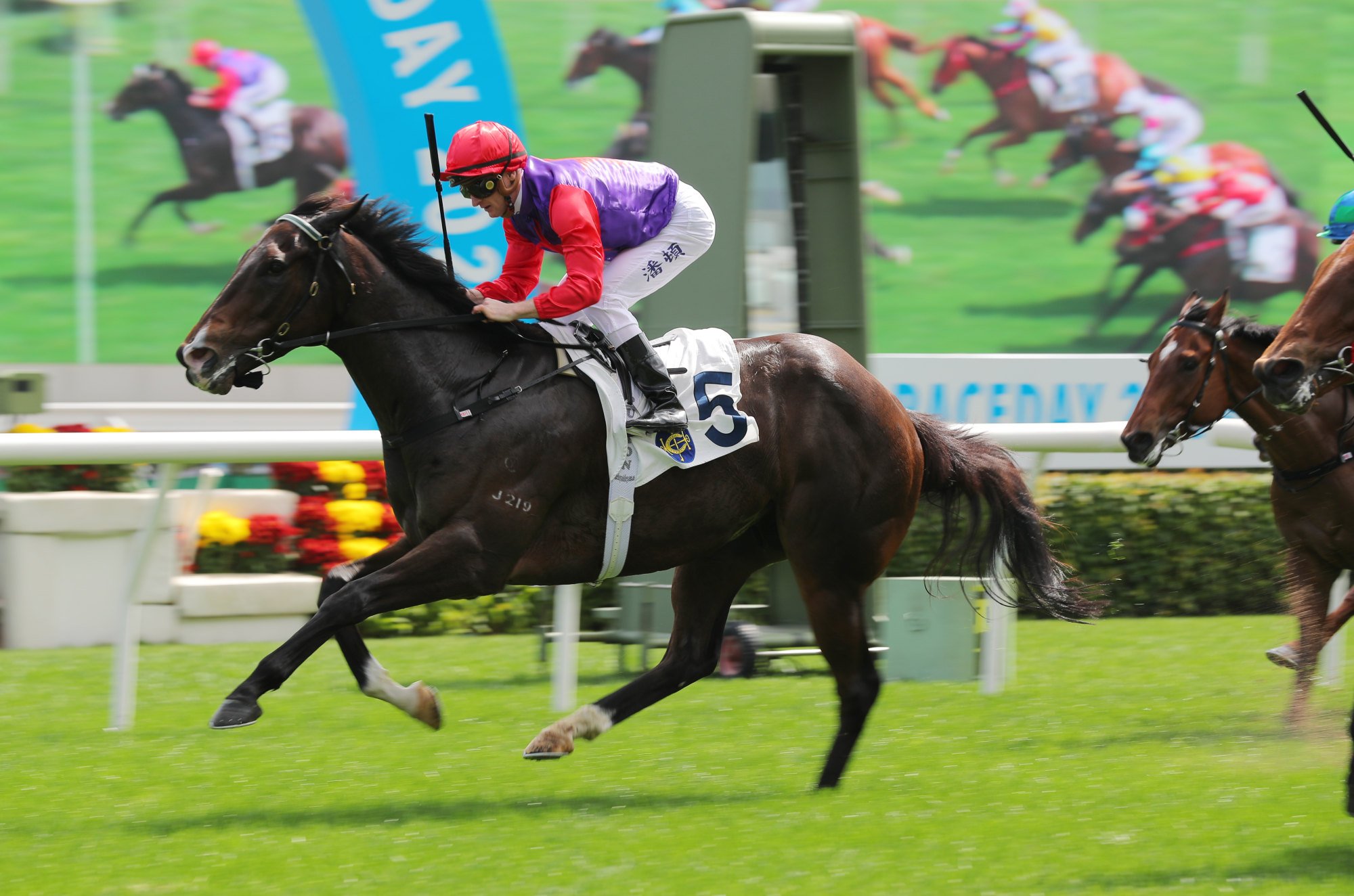 Chateauneuf wins on debut for jockey Zac Purton at Sha Tin. Photo: Kenneth Chan