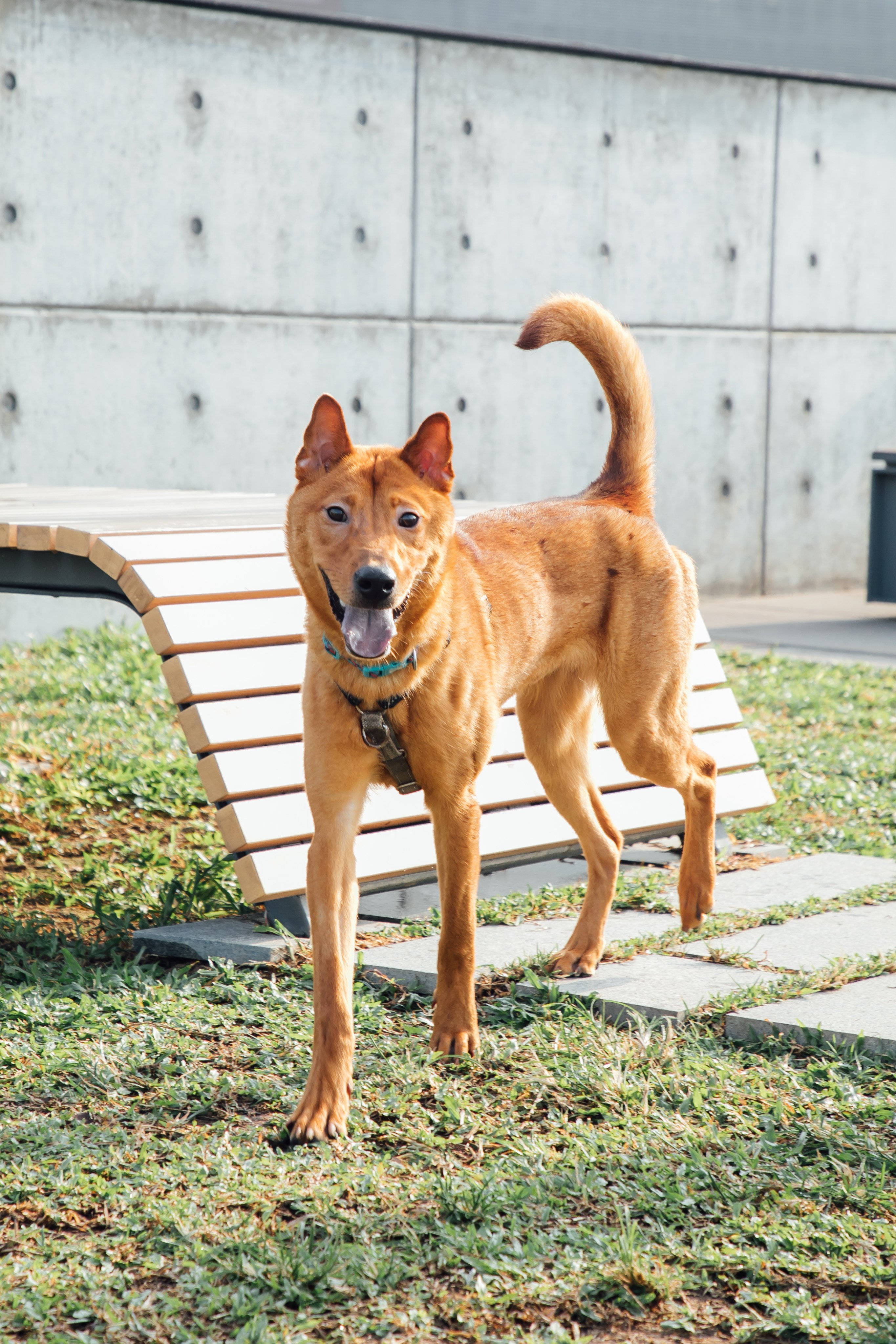 In Hong Kong, the Society for the Prevention of Cruelty to Animals has launched a dating app that allows users to swipe profiles of rescue animals – just as people looking for mates do on Tinder. Photo: SPCA