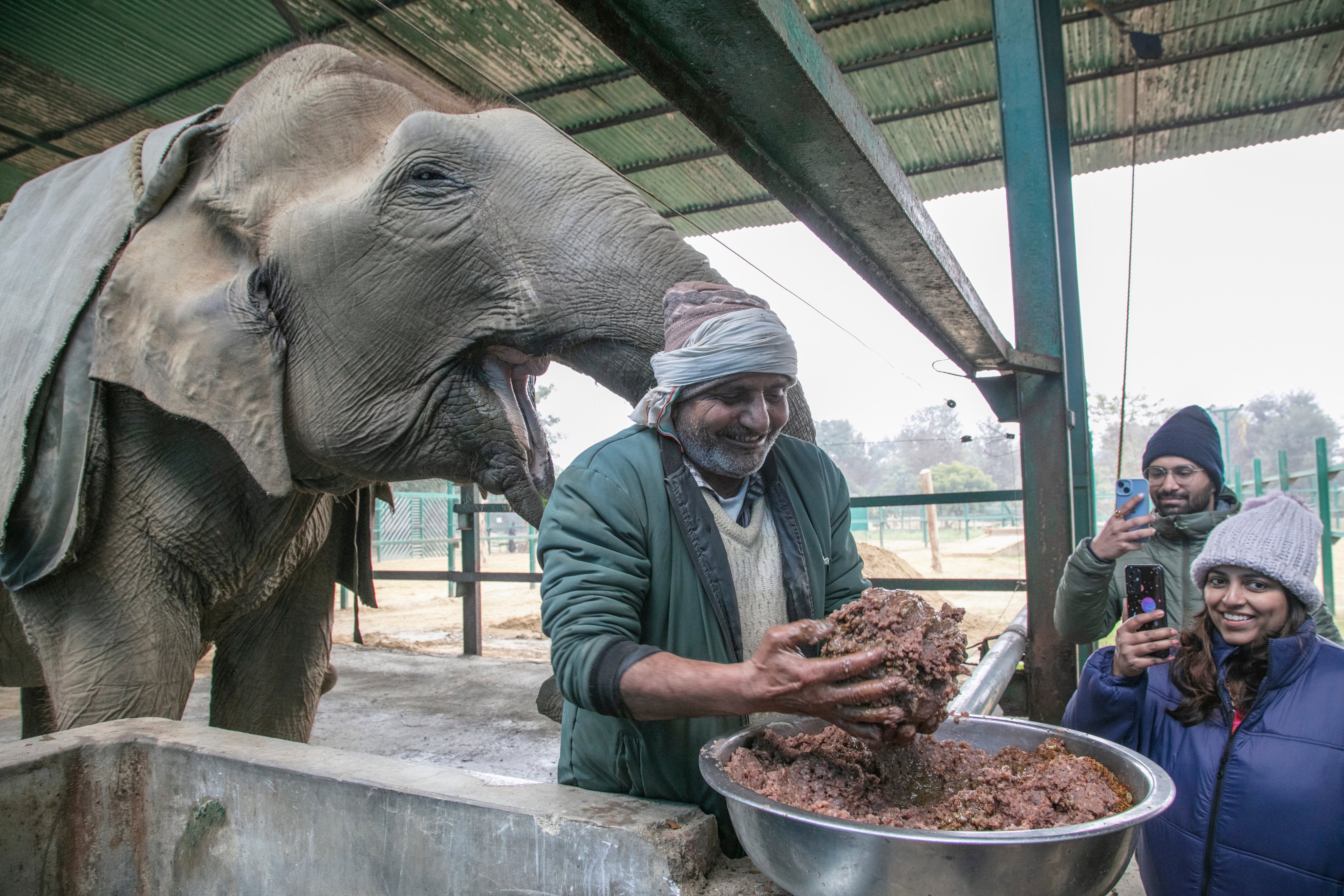 Suzy, a 72-year-old elephant who is toothless and blind, gets ready to receive a meal from Babulal, a former mahout (elephant driver), at the Elephant Conservation and Care Centre in Mathura, India. Photo: Siddharth Khandelwal