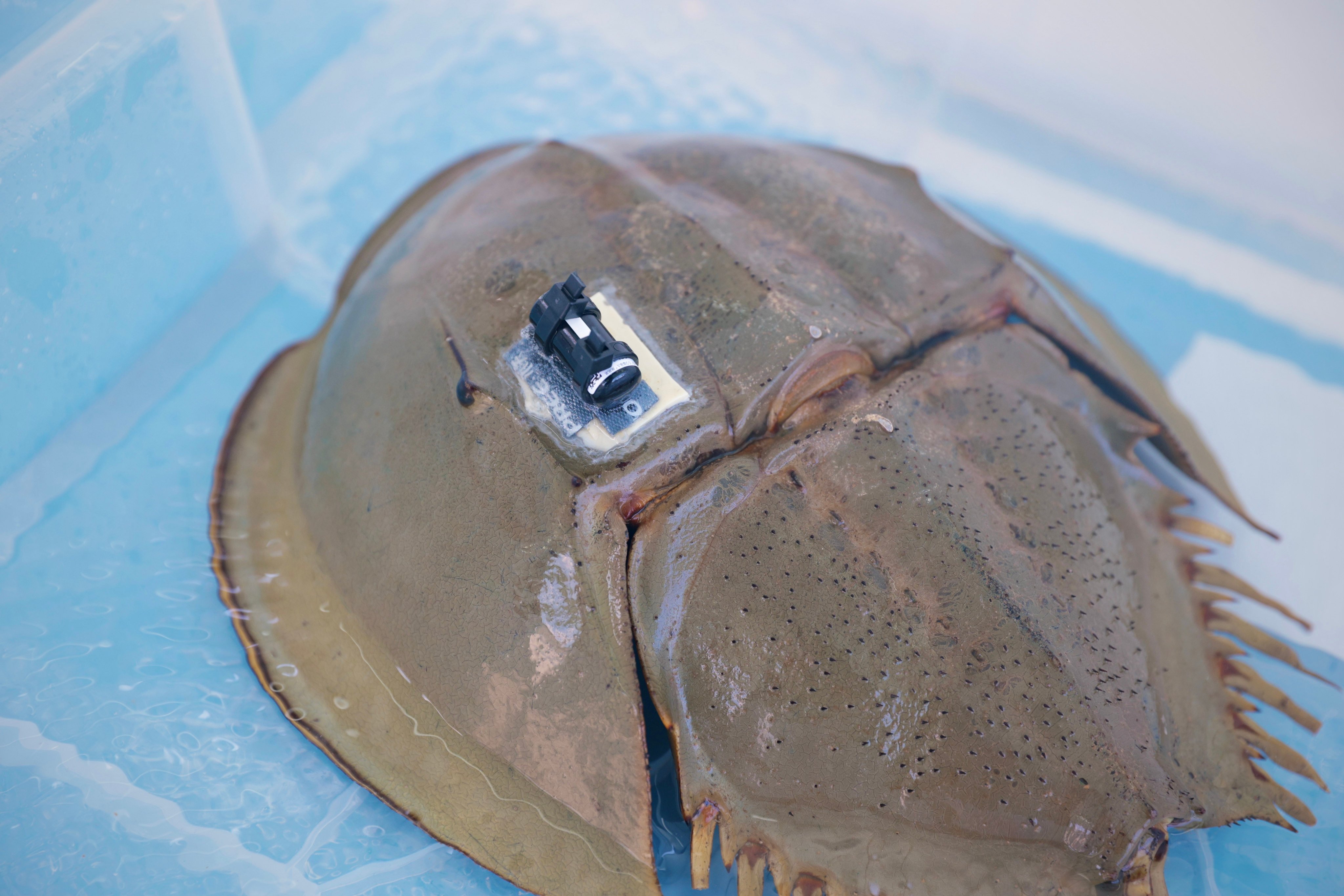 One of the tagged horseshoe crabs, which conservationists will observe to help conserve the species better.  Photo: Handout