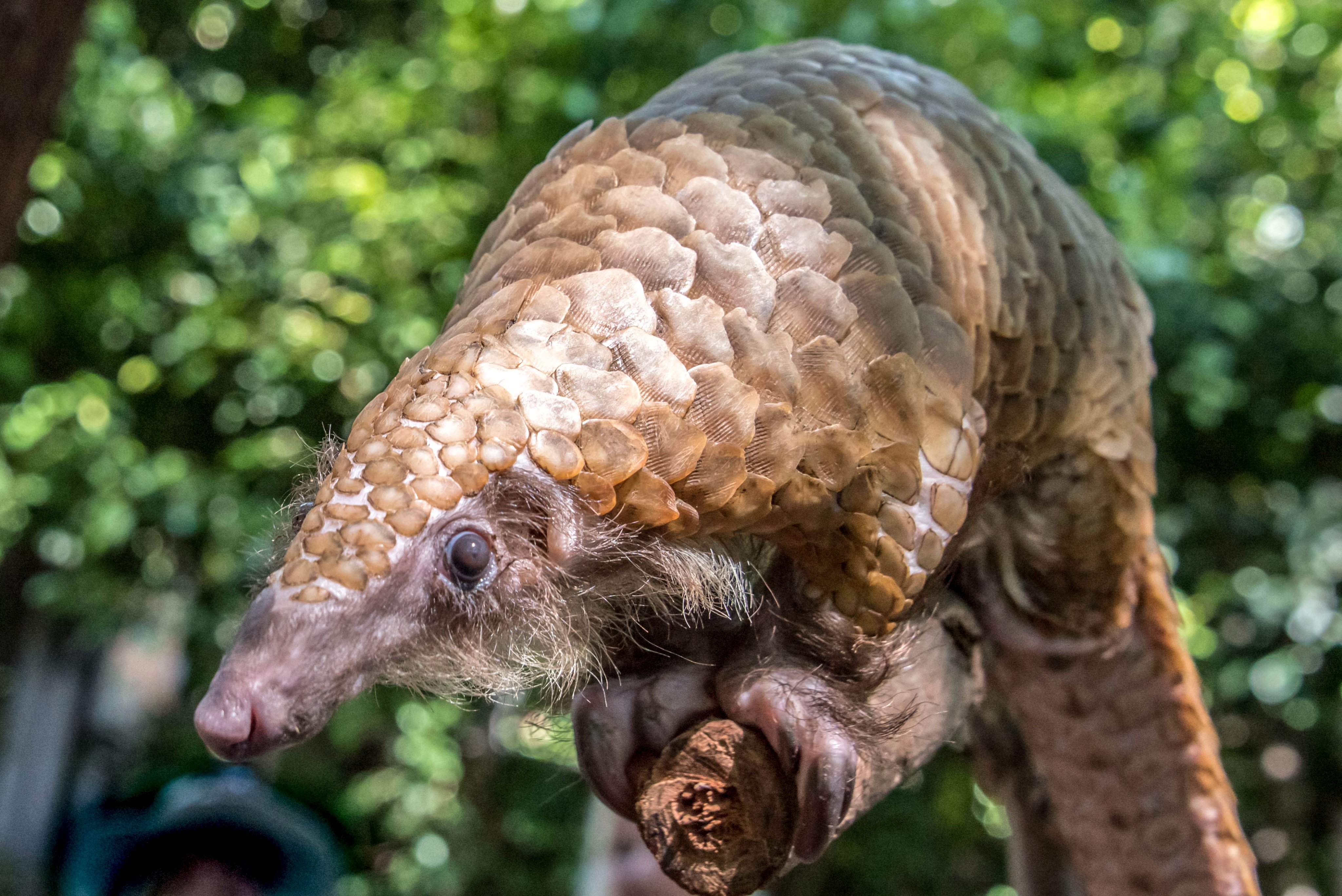A man faces at least four years in jail after he was convicted of smuggling scales from endangered pangolins into Hong Kong. Photo: Handout