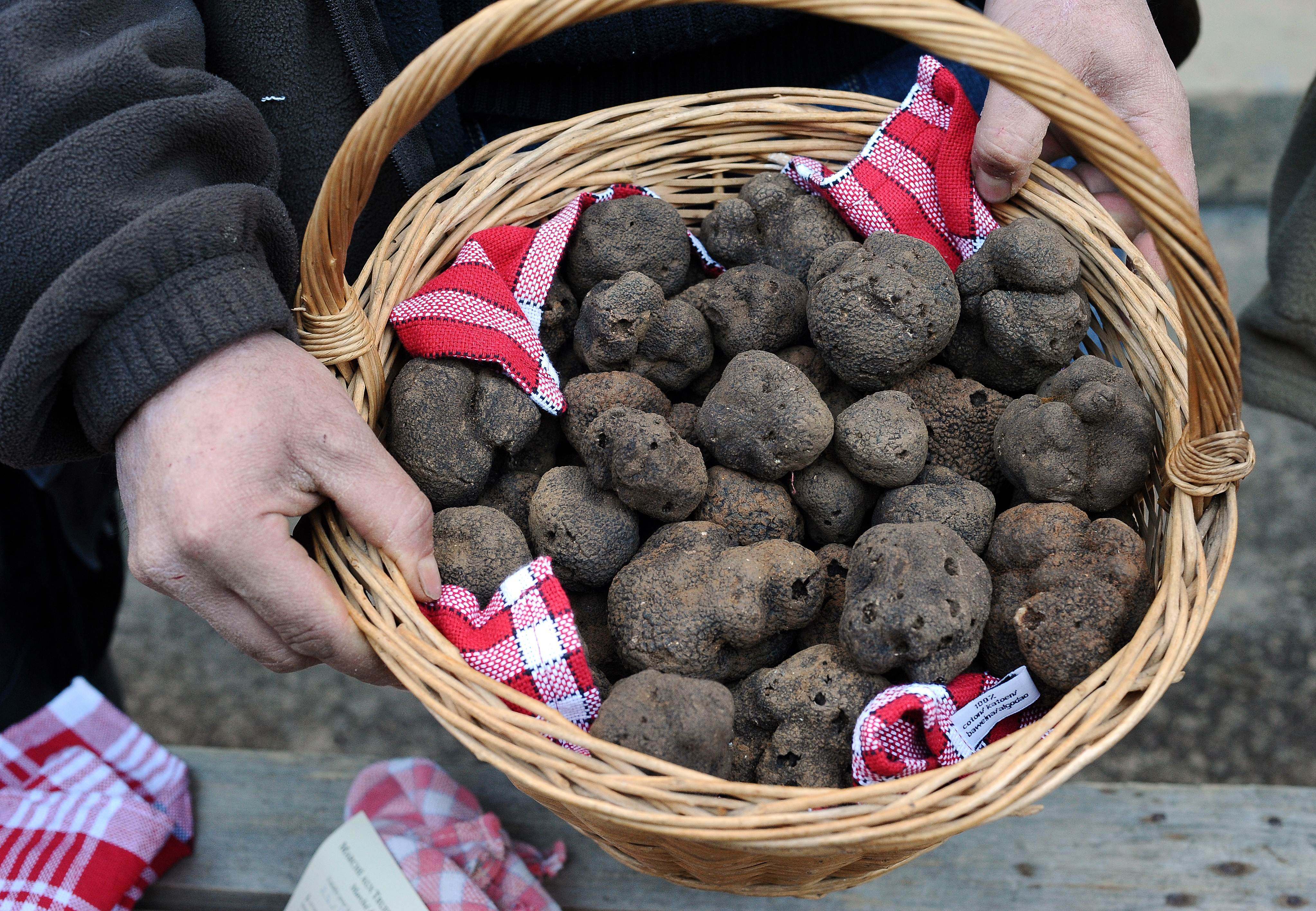 Last year, China exported a record high 32.5 tonnes of frozen and fresh truffles, representing a 58.6 per cent increase from a year earlier, customs figures showed. Photo: AFP