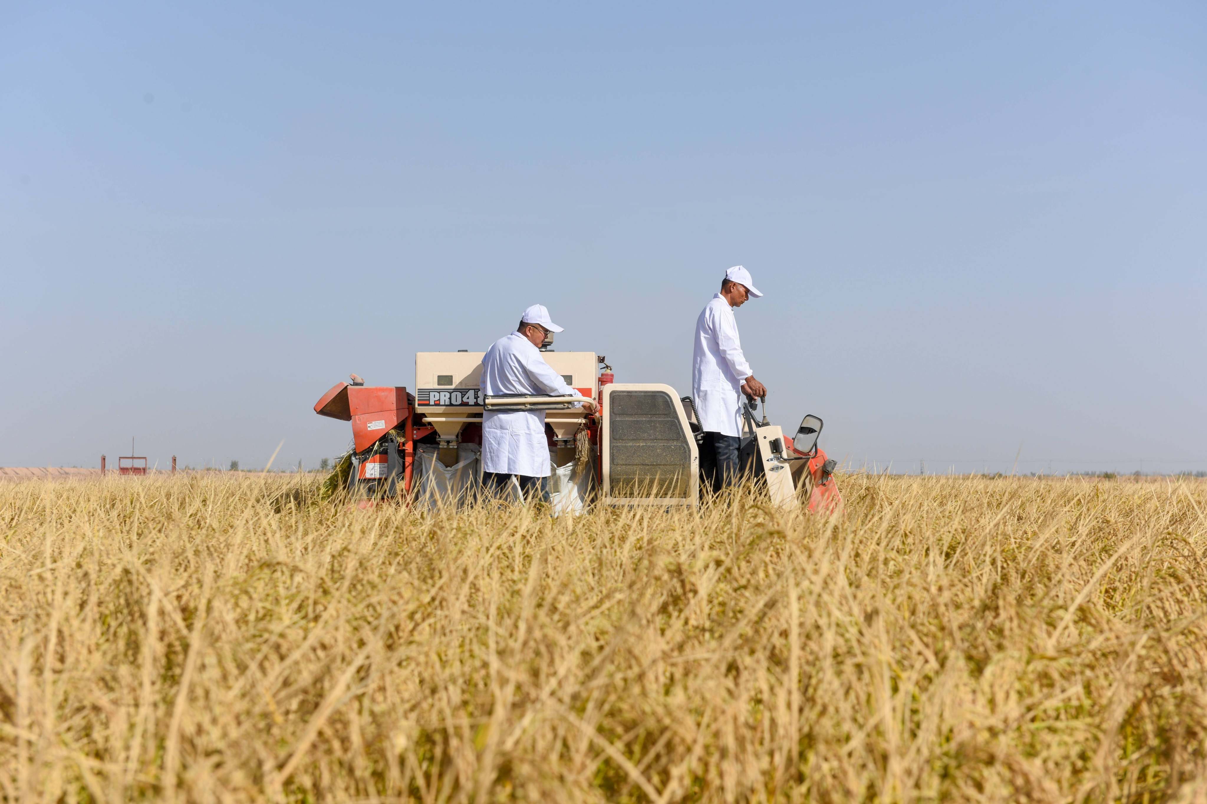 Agricultural experts harvest rice resistant to saline-alkaline soil in Alar city, Xinjiang Uygur autonomous region. The majority of China’s saline-alkaline land is located in arid and semi-arid central and western regions. Photo: Xinhua