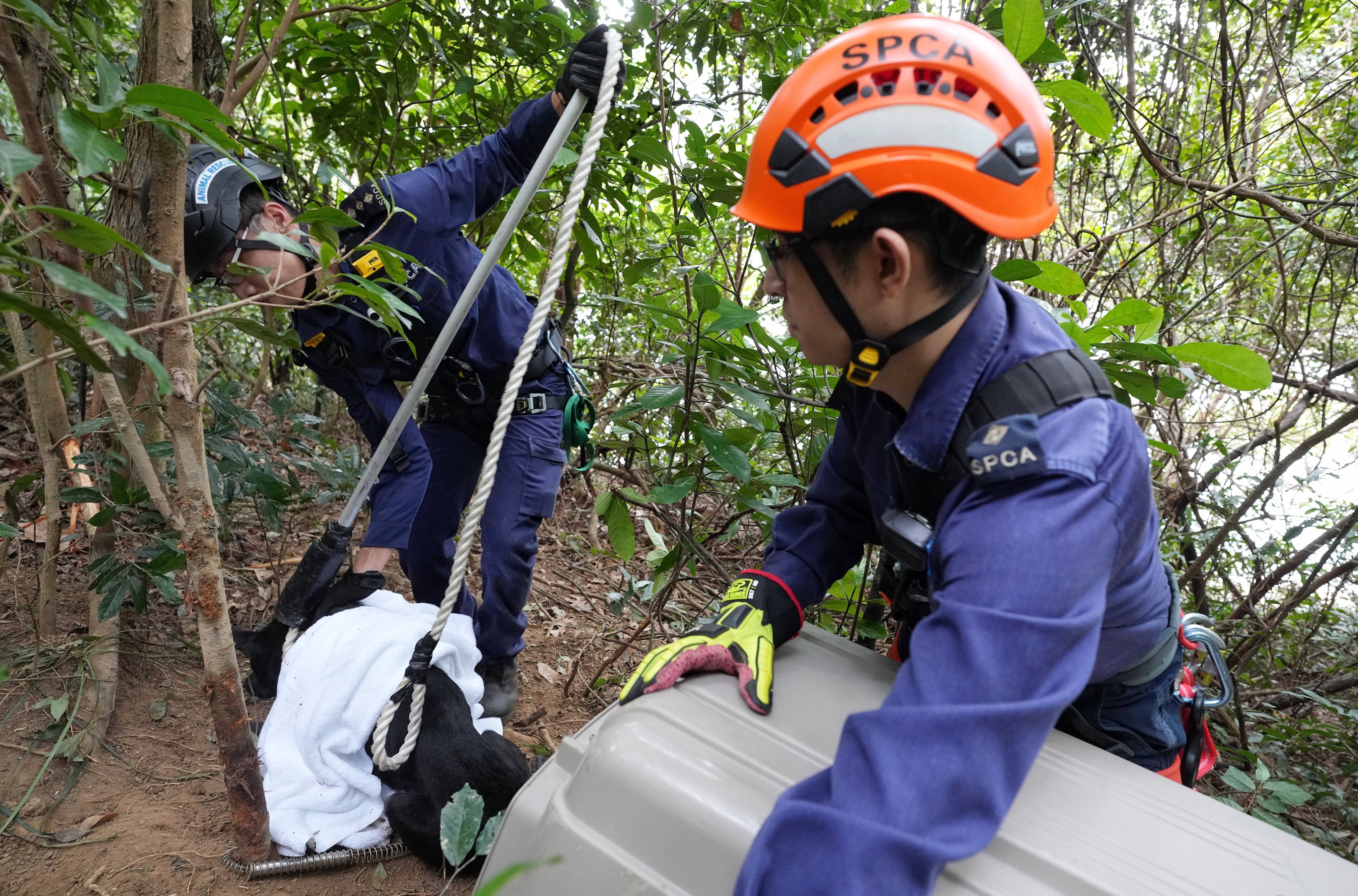 An SPCA team works to rescue a dog caught in a trap at Shing Mun reservoir. Poachers target foxes, porcupines and wild boars, but traps endanger animals generally. Photo: Elson Li