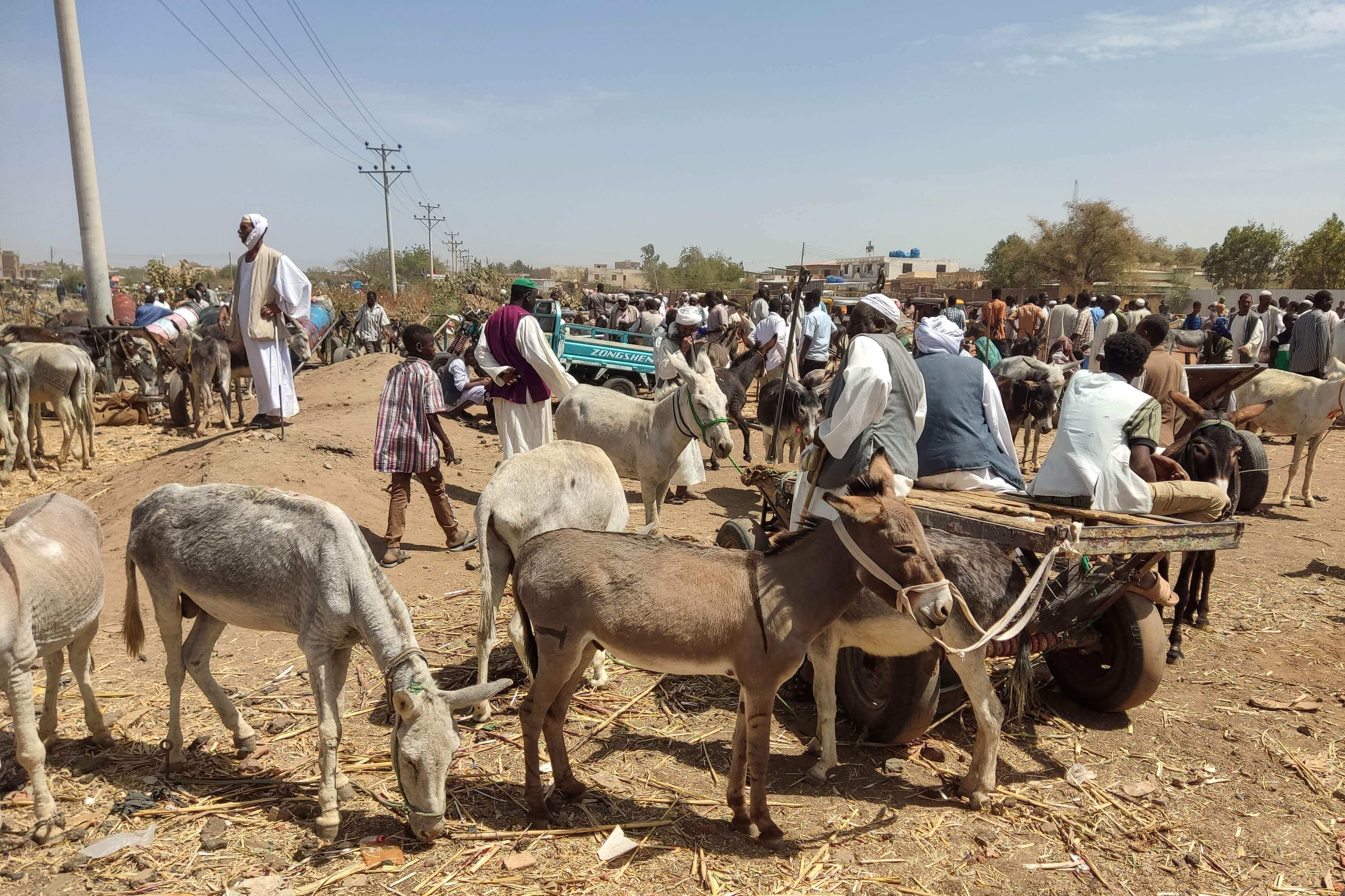 Traders and donkey farmers gather in an open market in Gedaref state in eastern Sudan on February 16, amid increasing uses for donkeys in transportation due to fuel and petrol shortages in the war-torn country. Photo: AFP