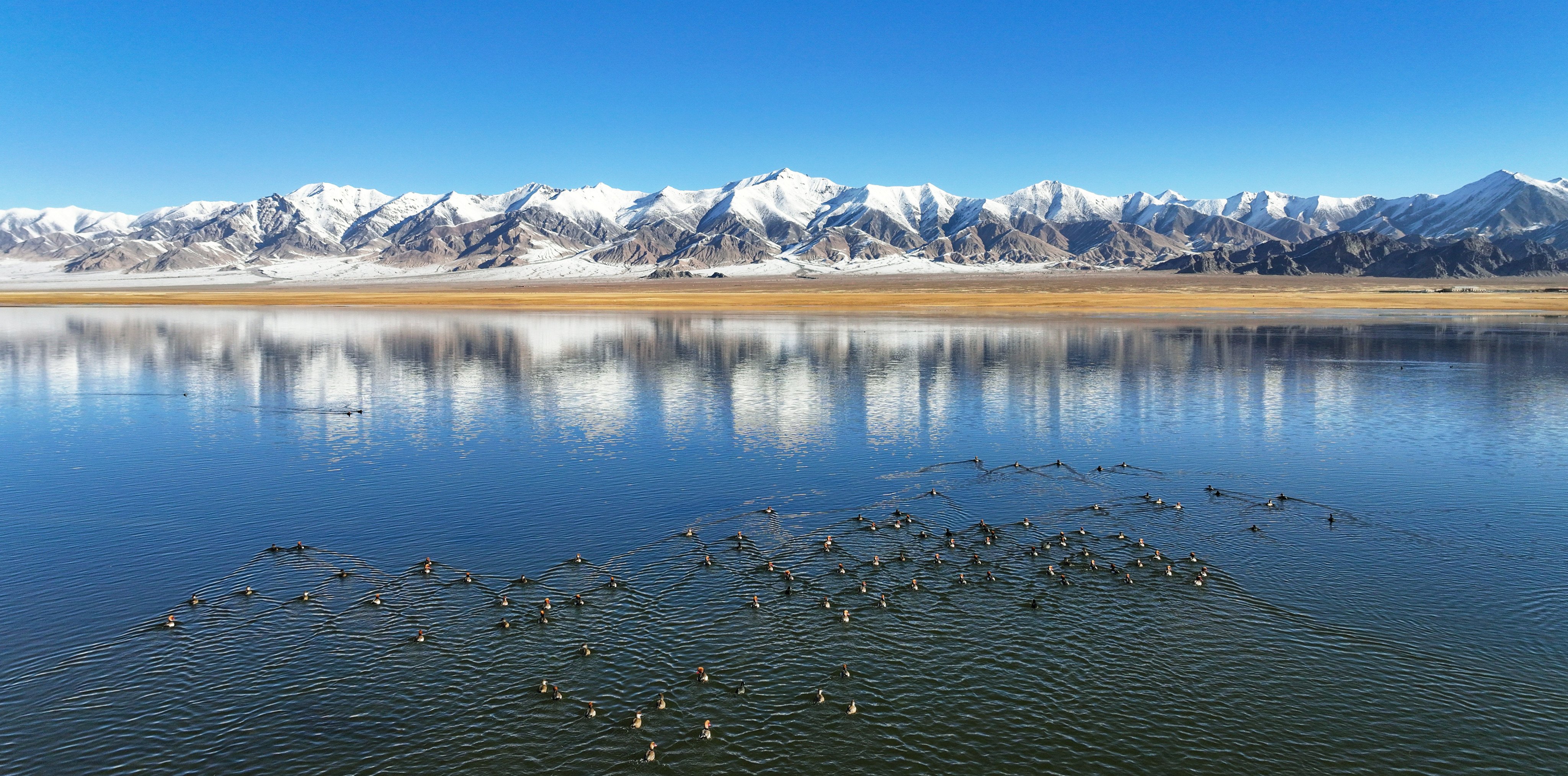 Water birds resting on a lake at the Altun Mountains National Nature Reserve in northwest China’s Xinjiang Uygur autonomous region. Photo: Xinhua