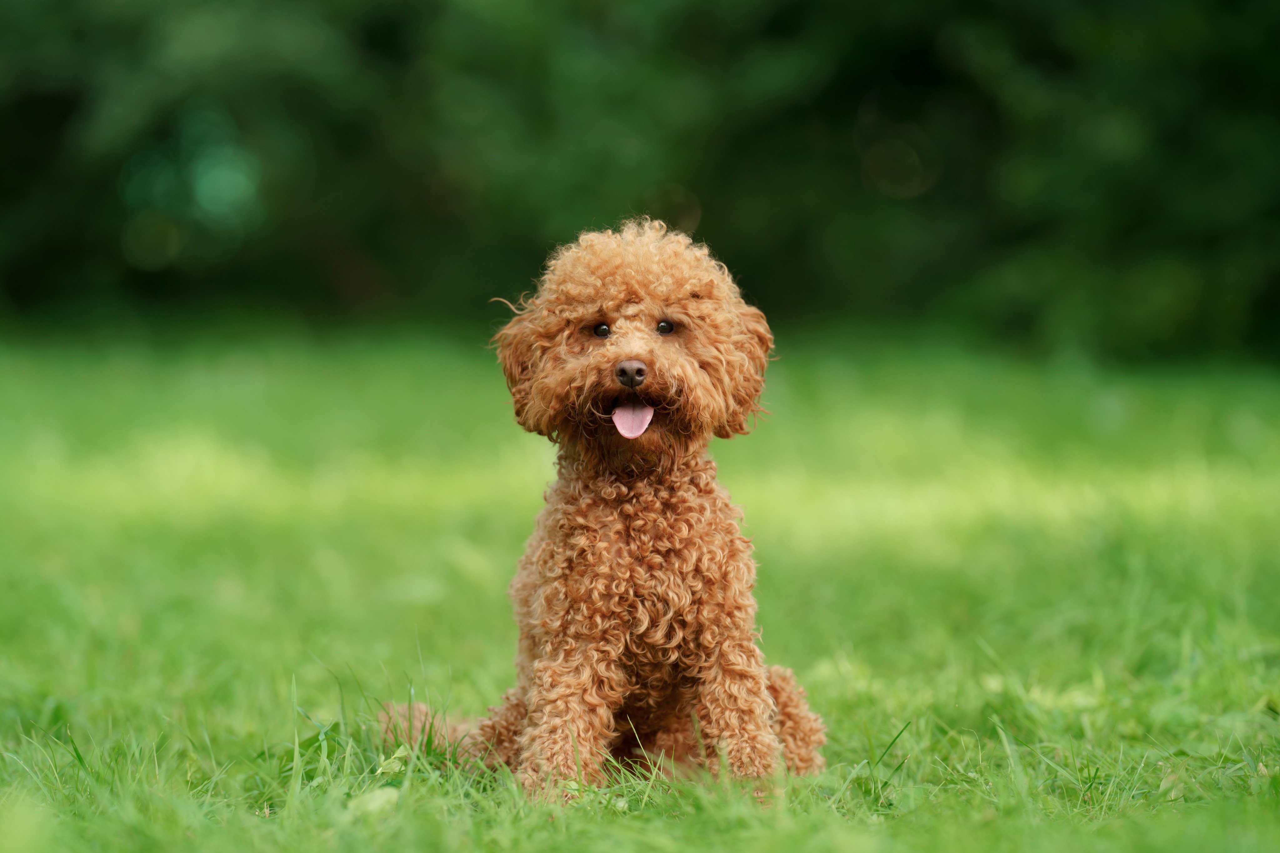 A domestic helper in Singapore is accused of beating a pet poodle to death. Photo: Shutterstock