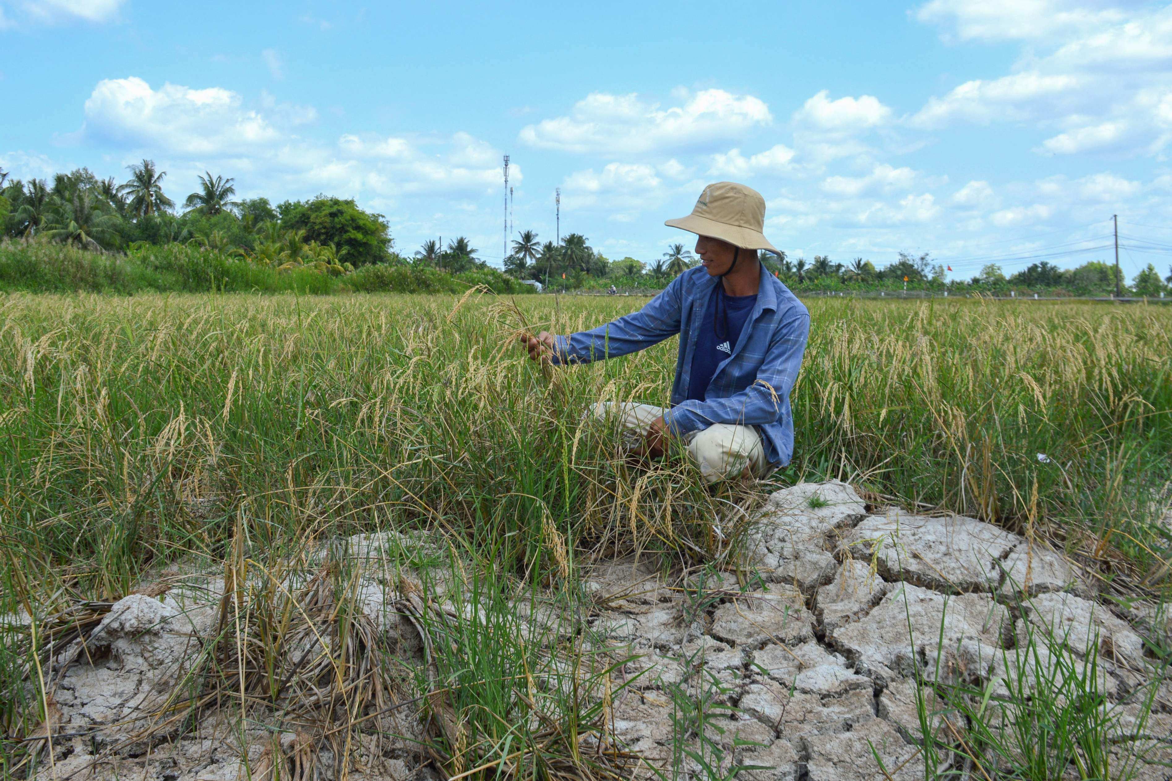 A farmer looking at his crop in a dry rice field in southern Vietnam’s Ca Mau province, amid a long heatwave. Photo: AFP