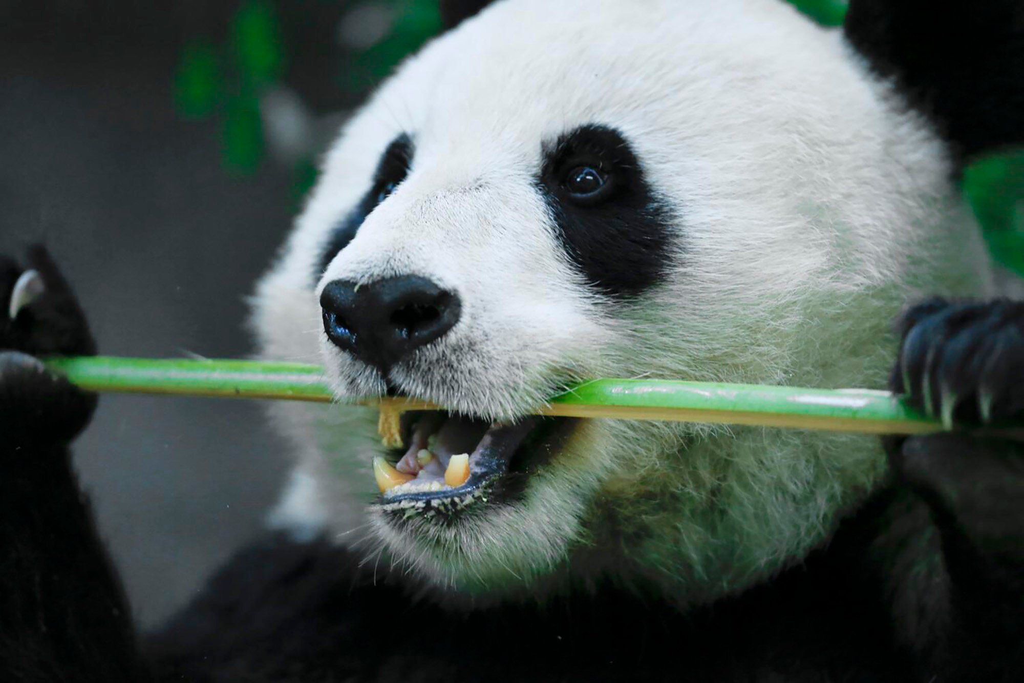 China has resumed its use of panda diplomacy in the US and Europe. Photo: Los Angeles Times/TNS