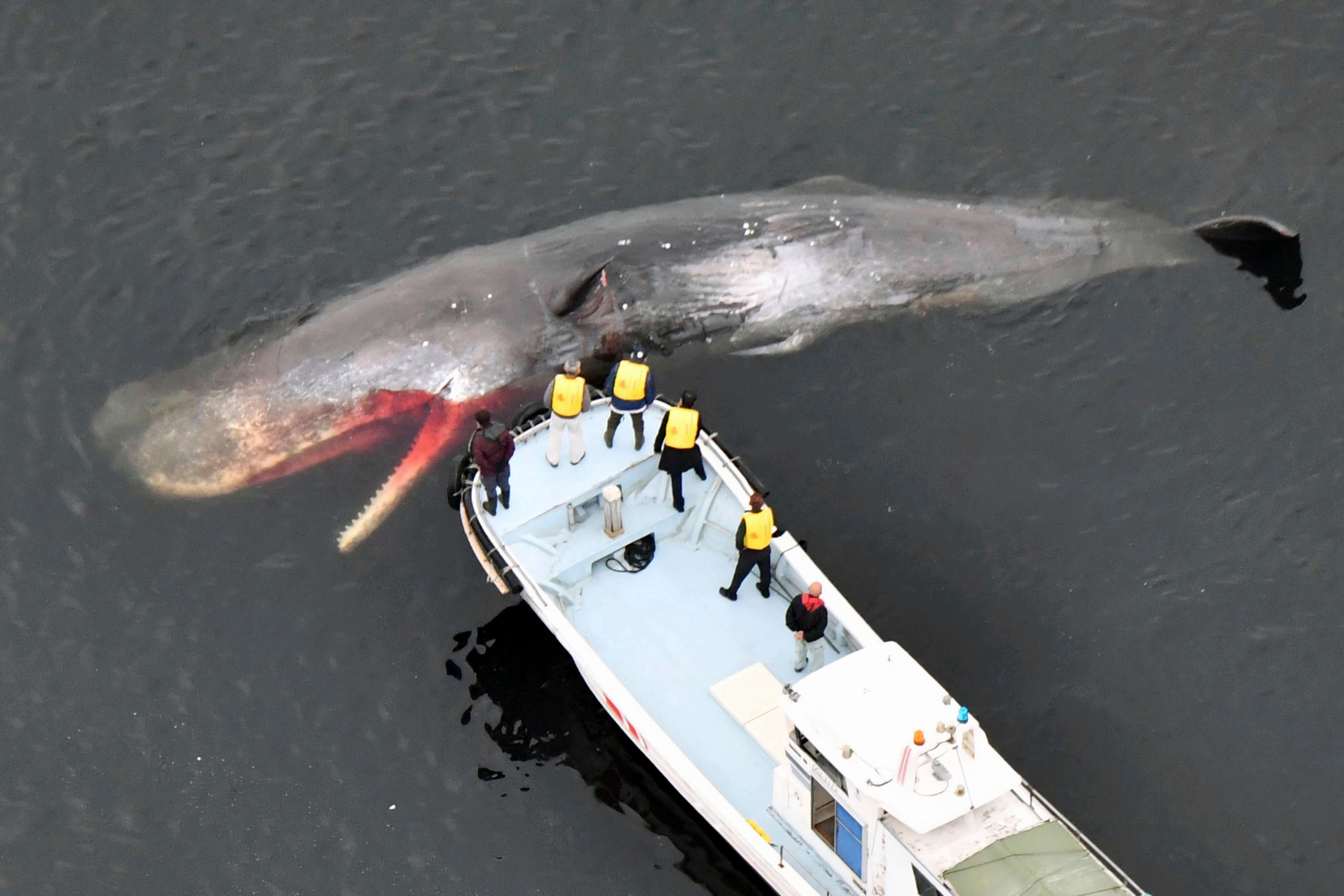 A whale, confirmed dead by field investigation, floats in Osaka Bay in Sakai city, western Japan, on February 19. Photo: Kyodo News via AP