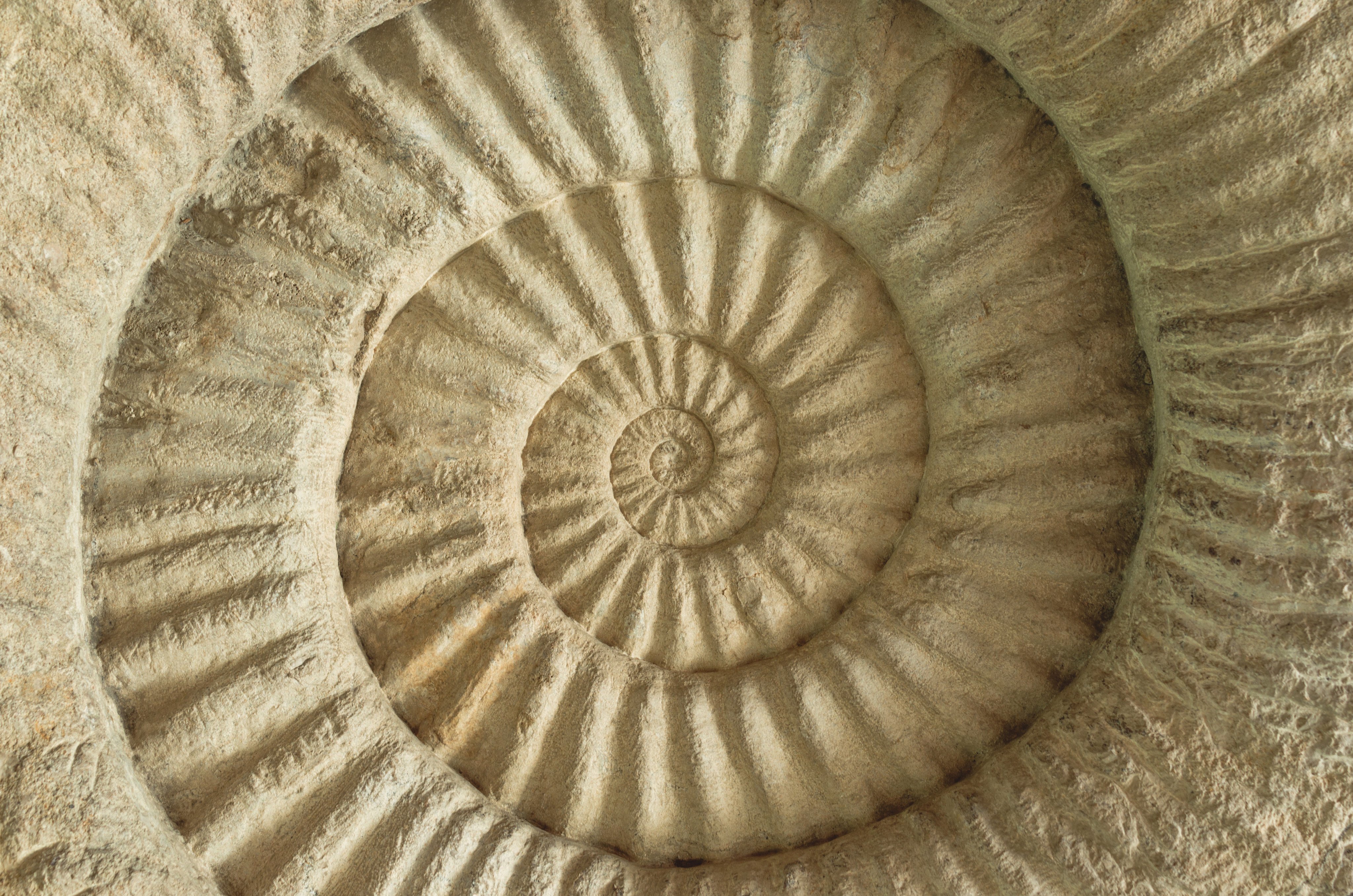 Ammonite fossils are common and easy to spot. Photo: Shutterstock