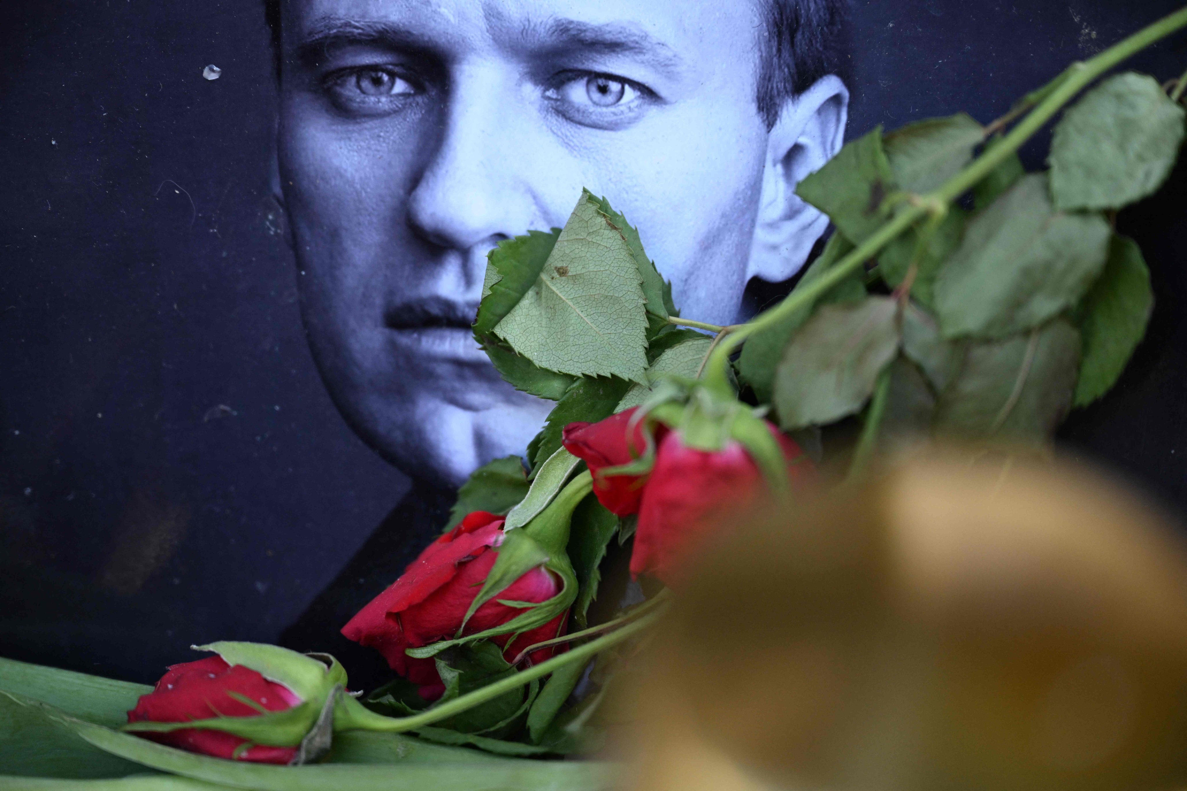 Roses are laid at a picture of late Russian opposition leader Alexei Navalny at a makeshift memorial in Frankfurt am Main, Germany, Thursday. Photo: AFP