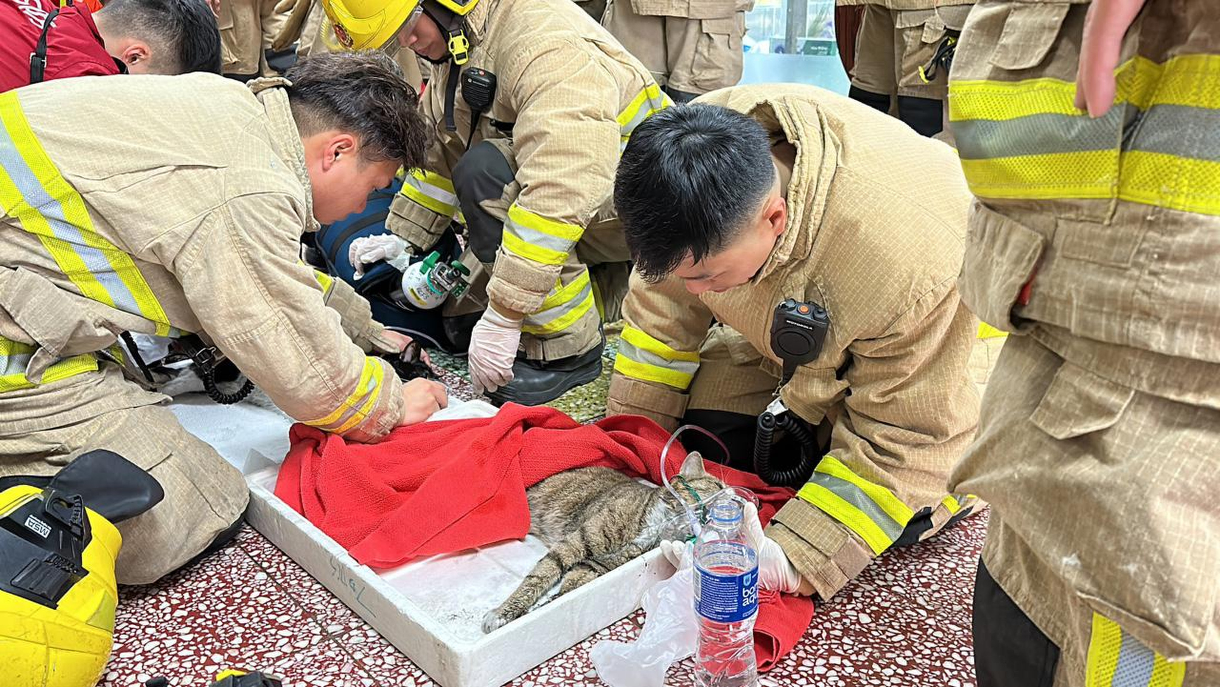Firefighters use oxygen masked on cats saved from the fire at a flat in Hong Kong. Photo: Facebook/hkanimalpost