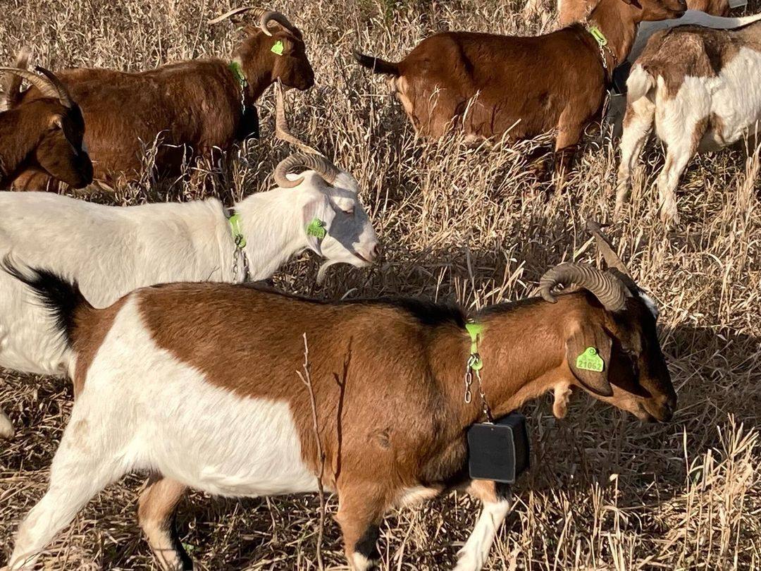 Goats chomp at yellowed grasses, prickly bushes and dead vegetation – all of which serve as fuel for brush fires. Photo: Instagram/@goatsonthego