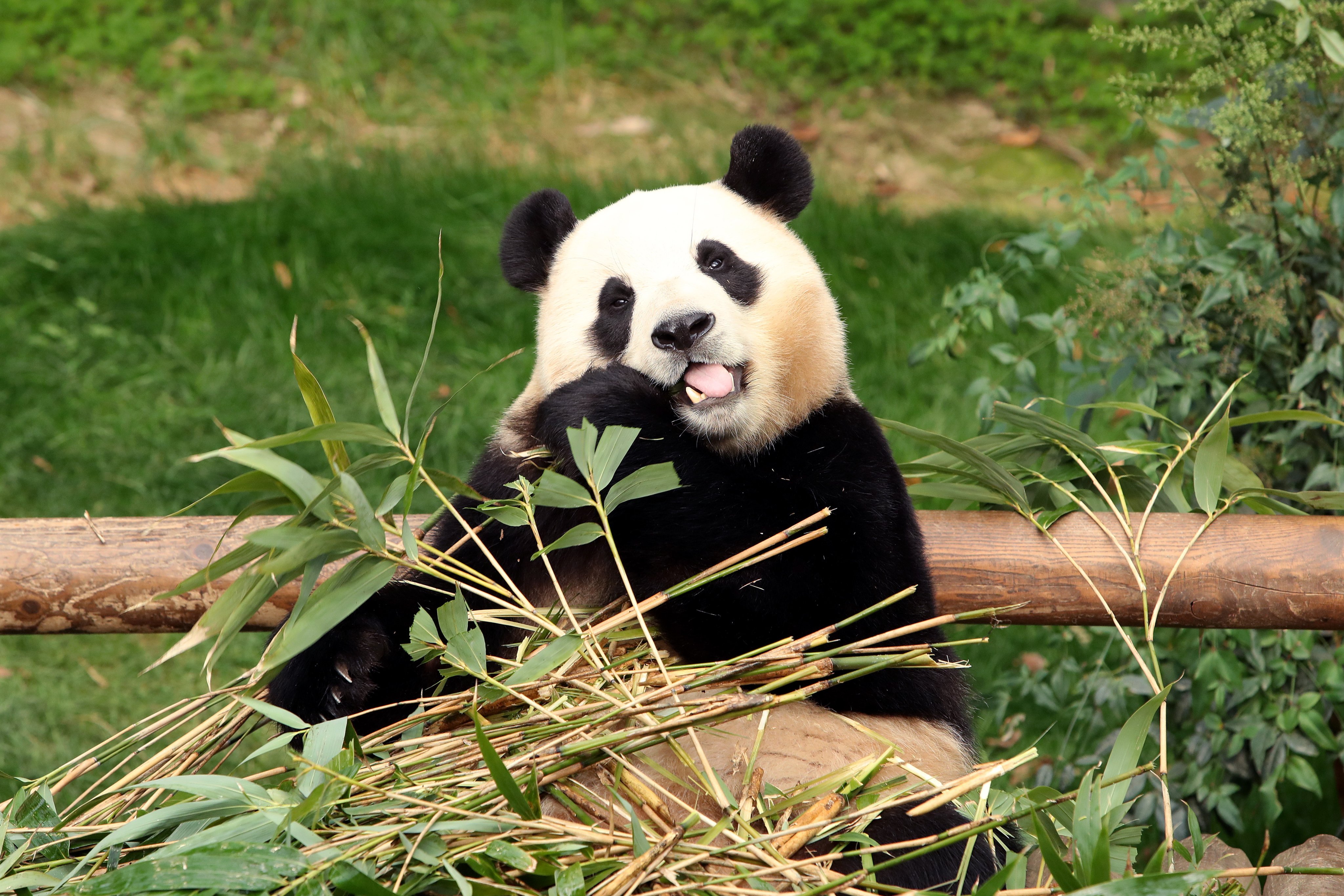 Giant panda Fu Bao eats bamboo at South Korea’s Everland park on Sunday.  Photo: EPA-EFE
