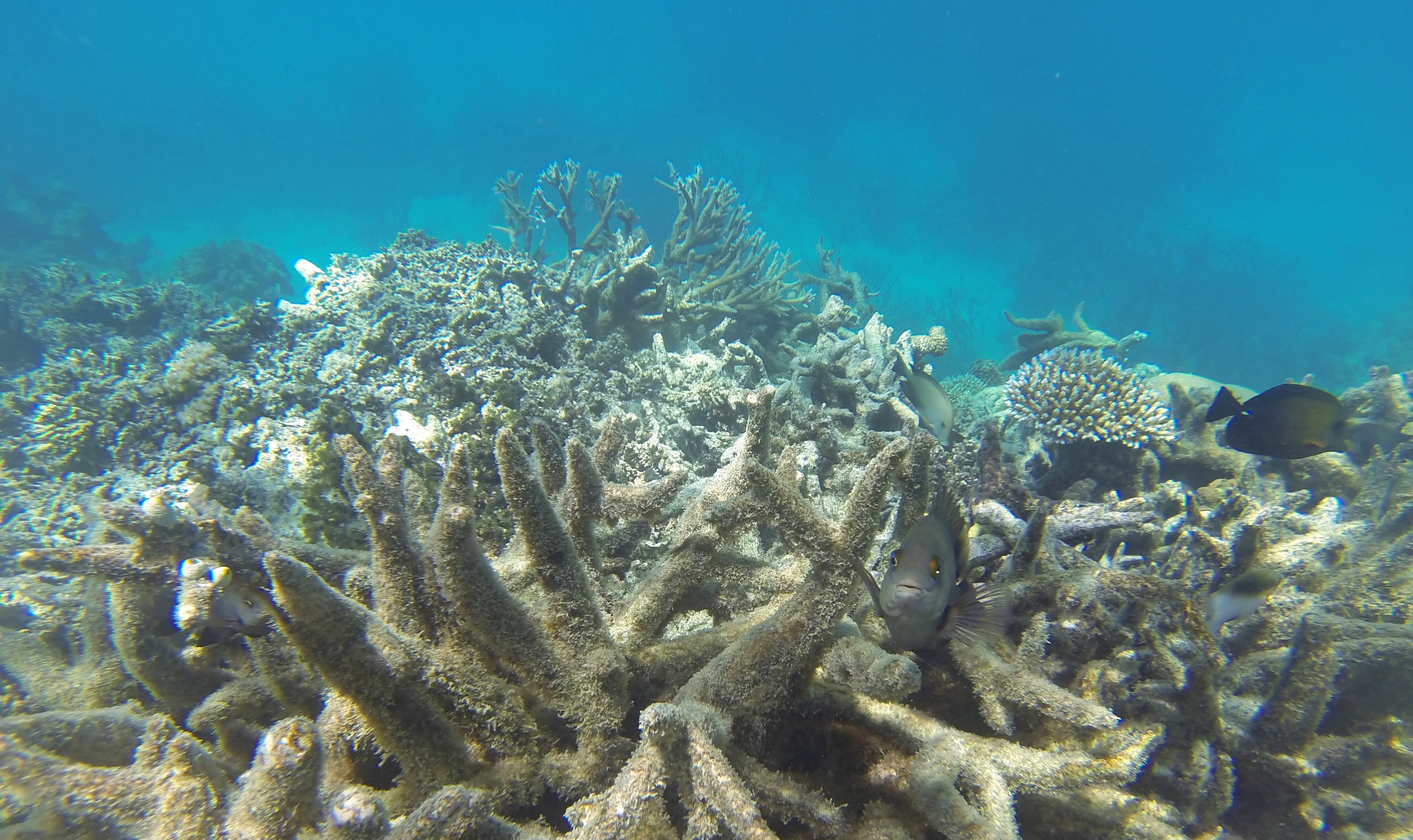 Coral bleaching on the Great Barrier Reef. Photo: Shutterstock